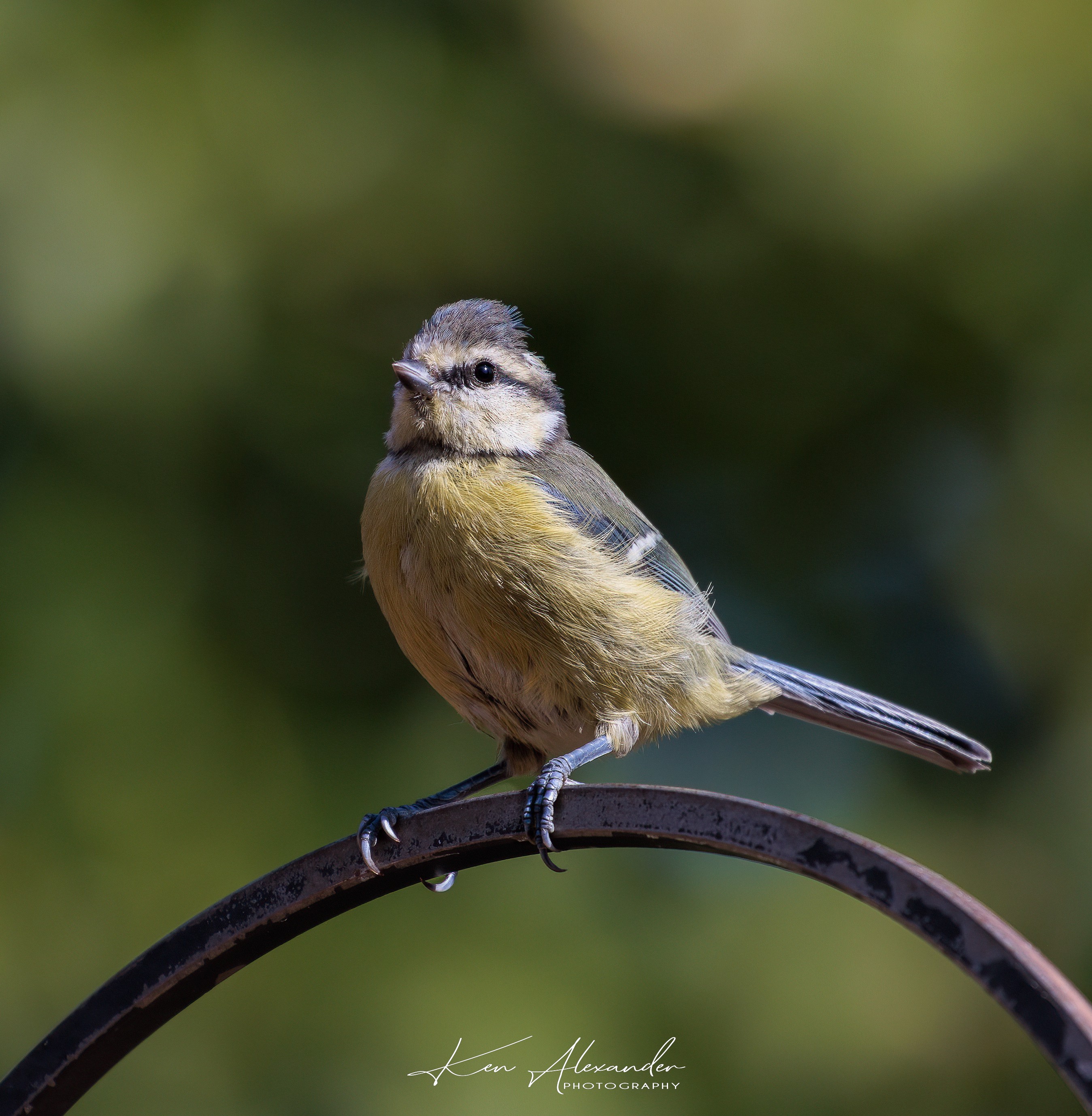 Blue_tit-01.jpg