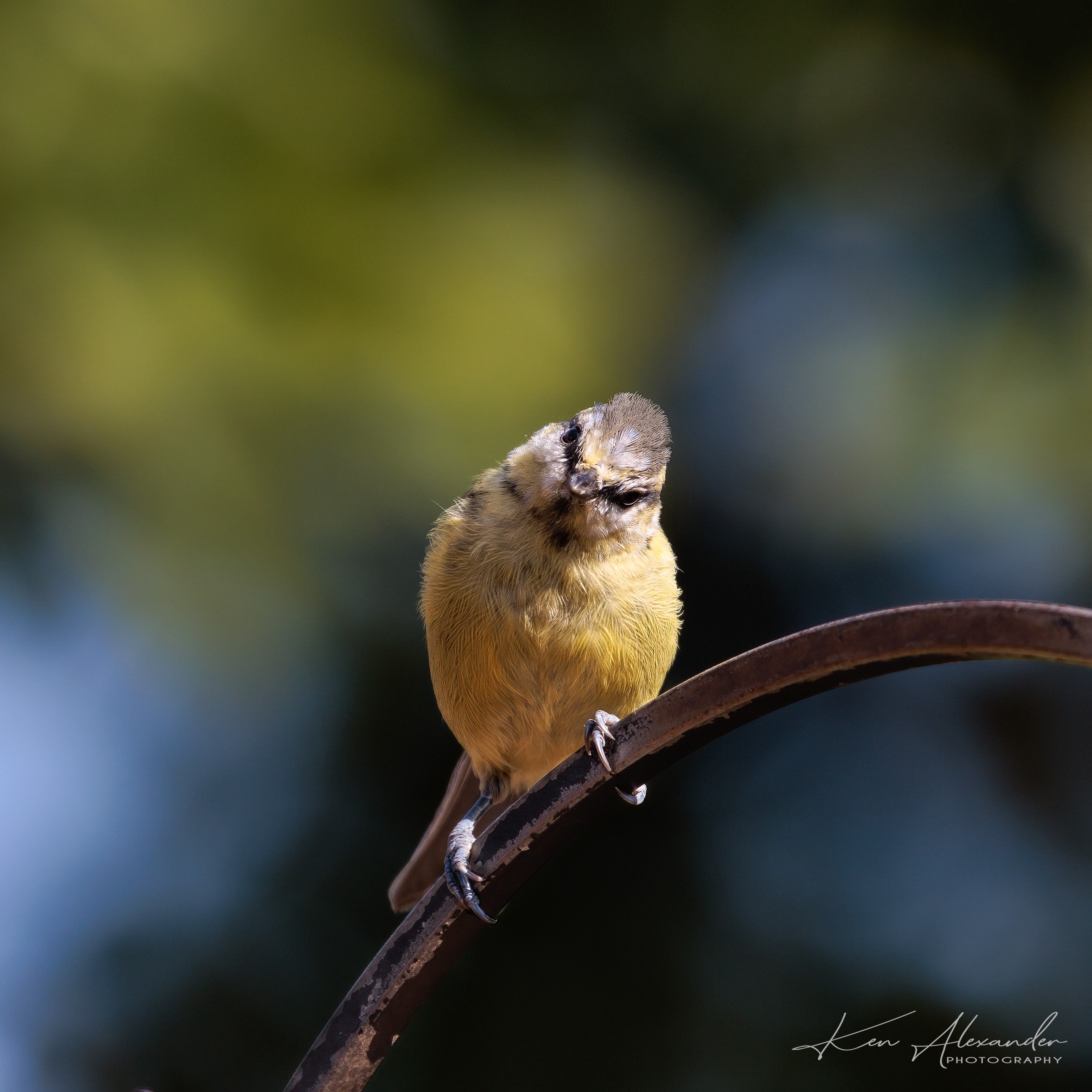 Blue_tit-02.jpg