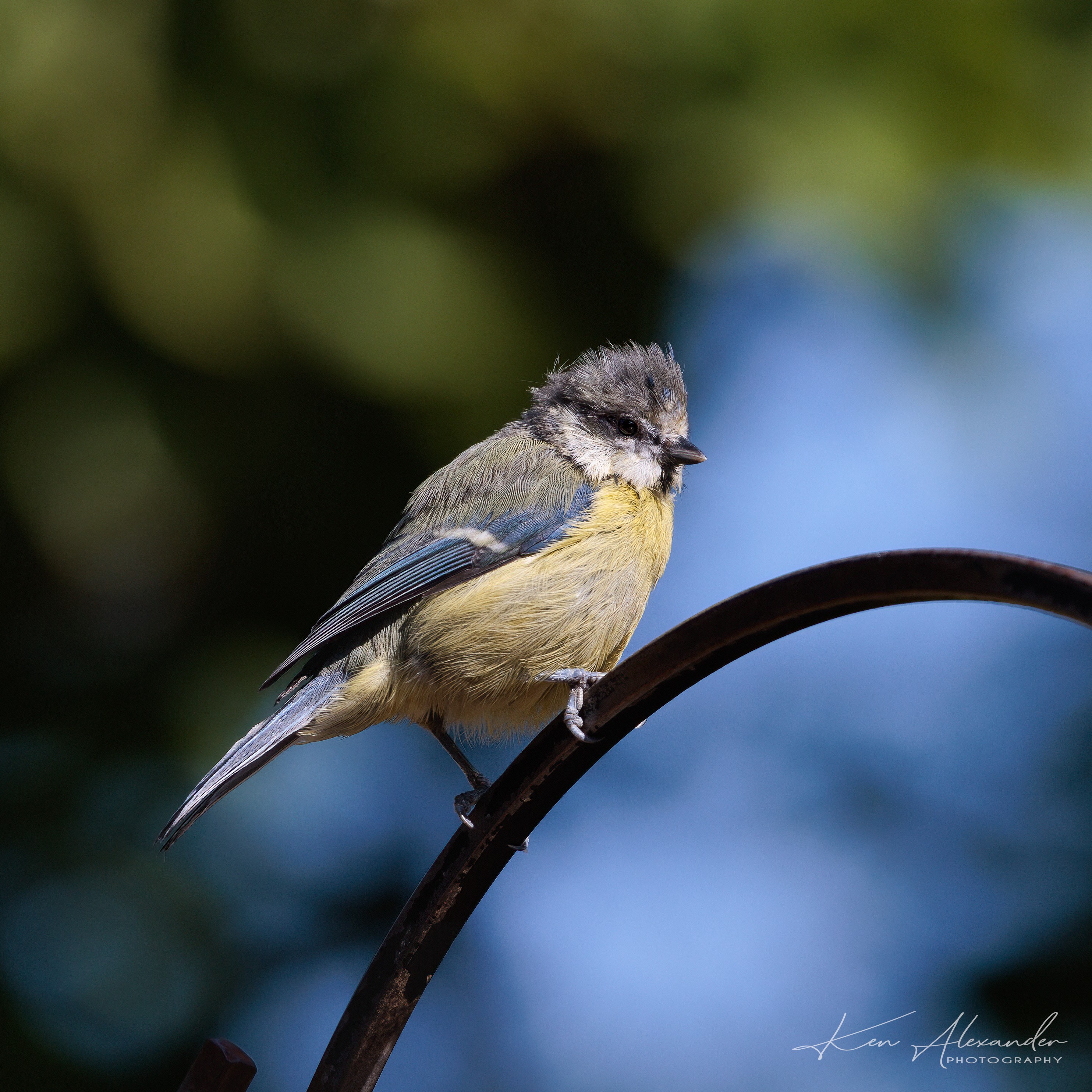 Blue_tit-03.jpg