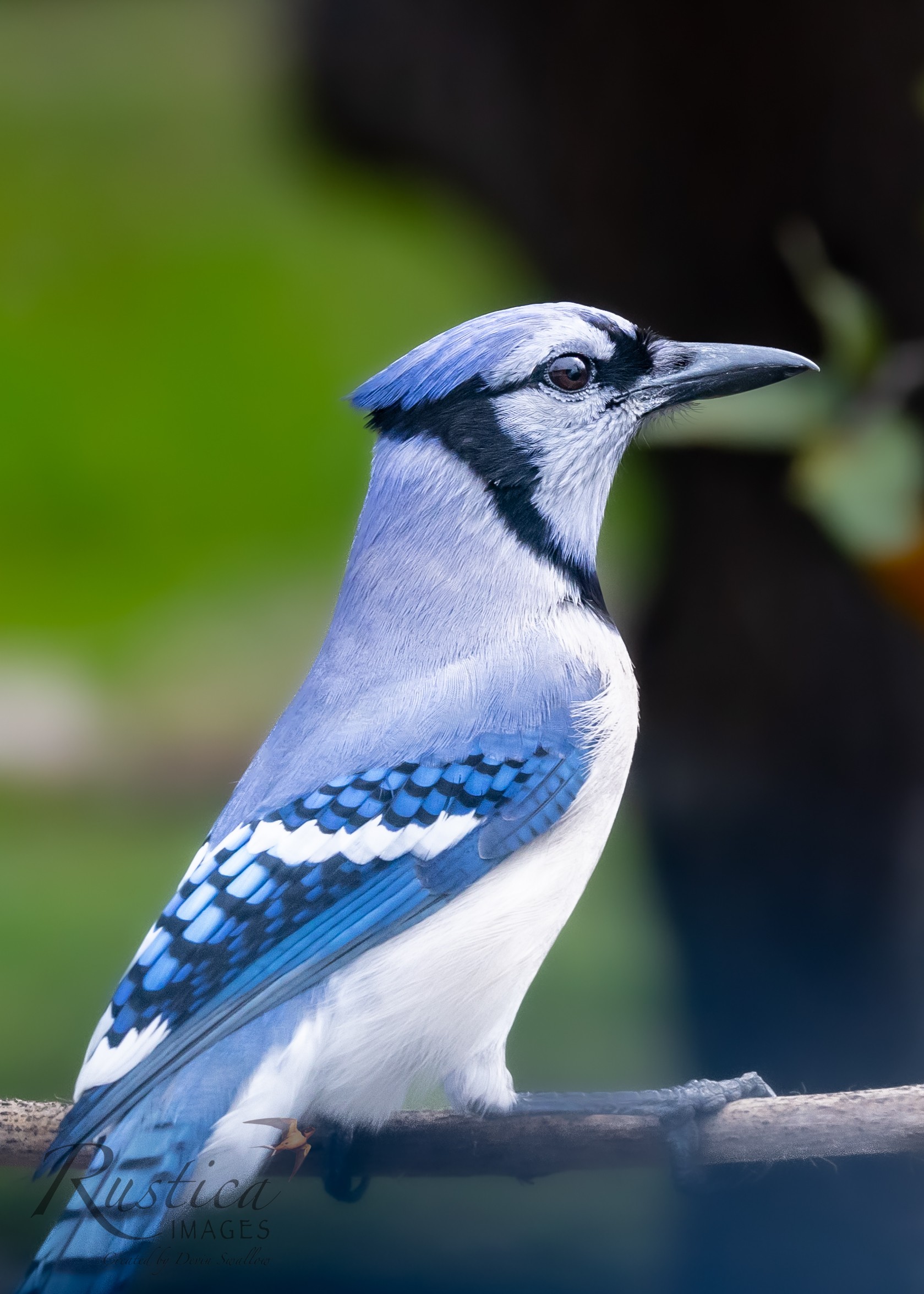 Bluejay