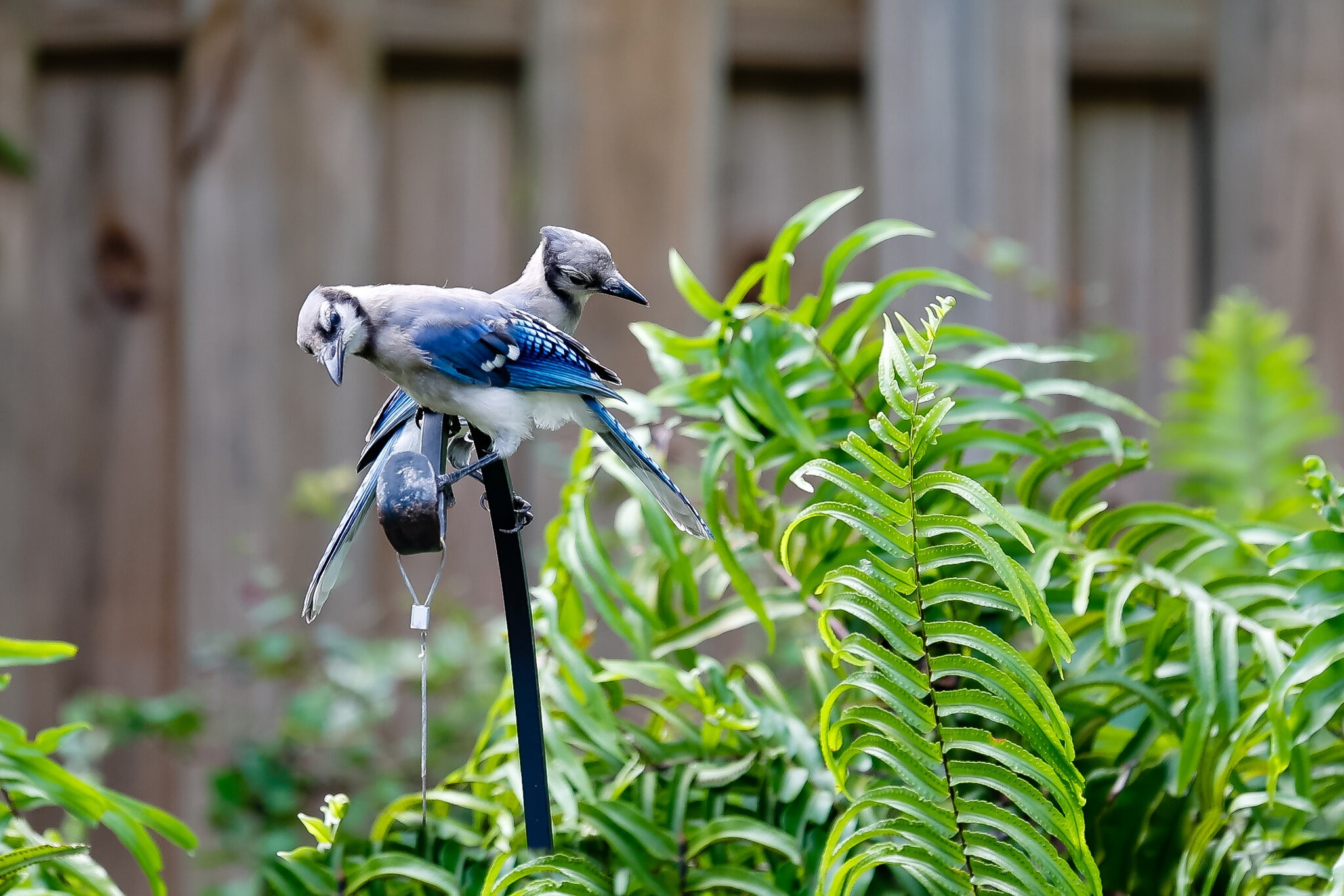 Bluejays-1827.jpg