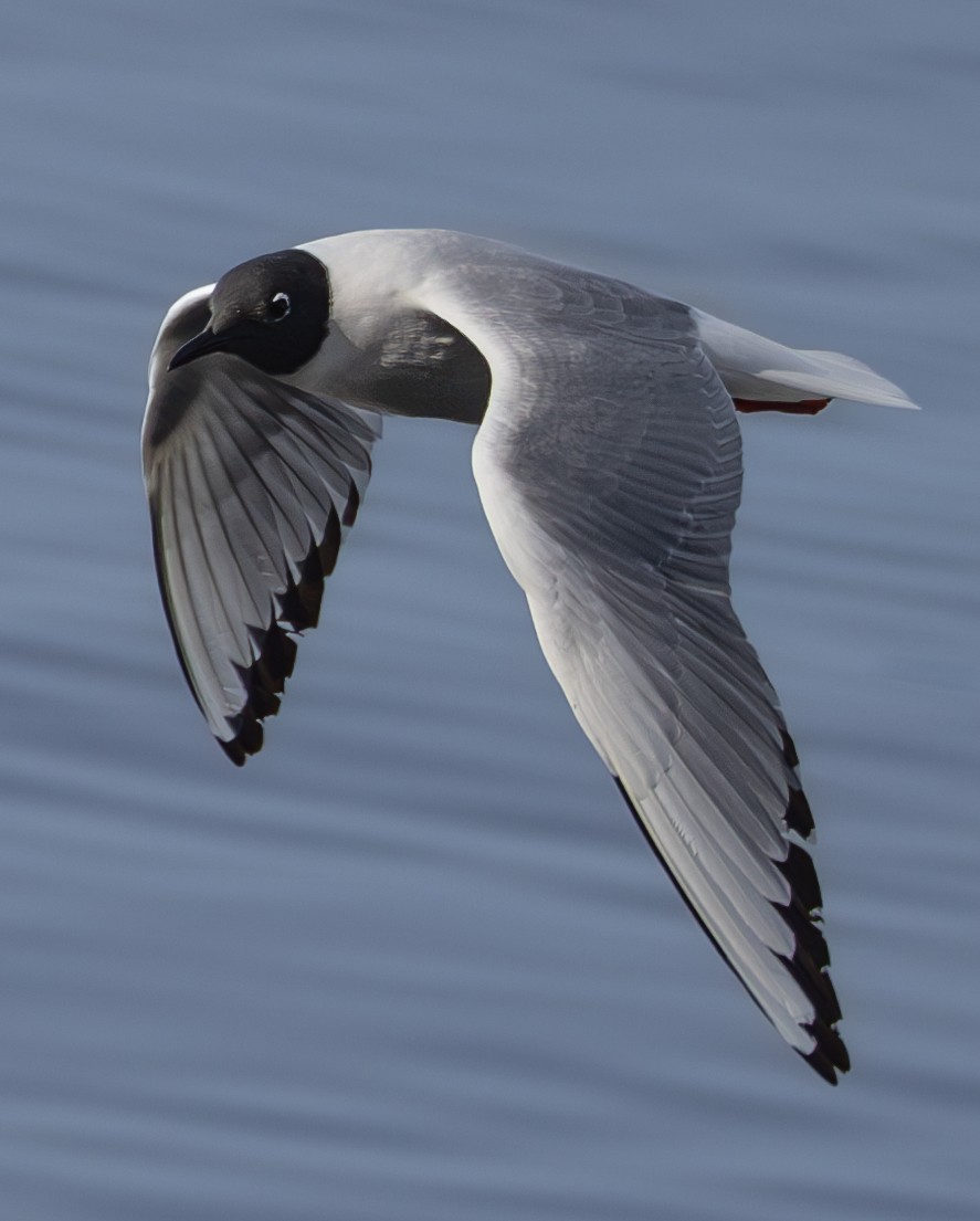 Bonaparte's Gull in Flight