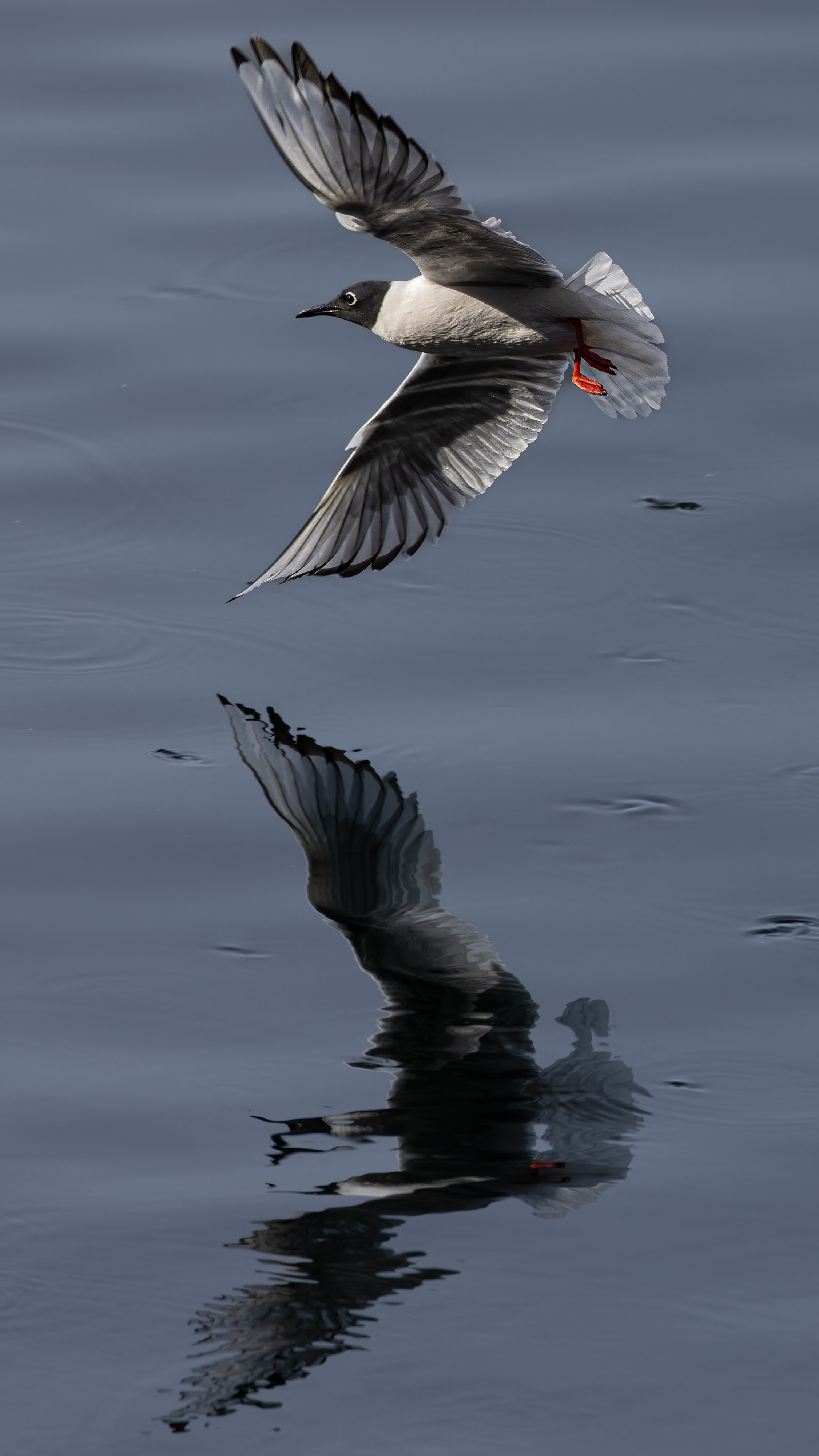 Bonaparte's Gull Reflection