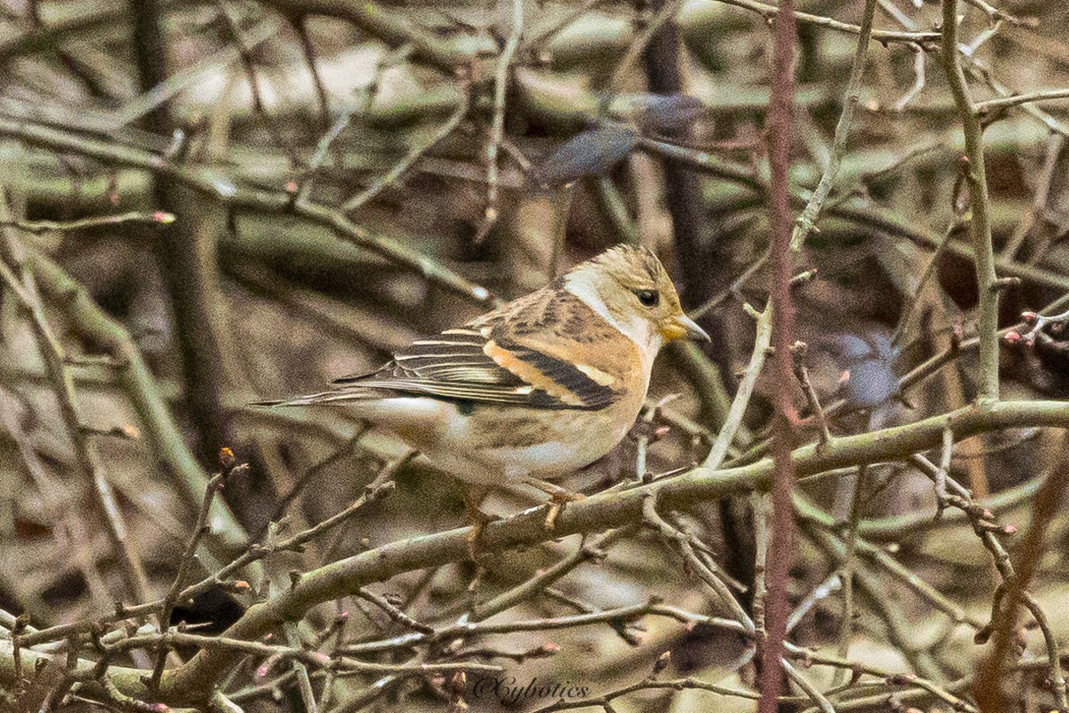 Brambling