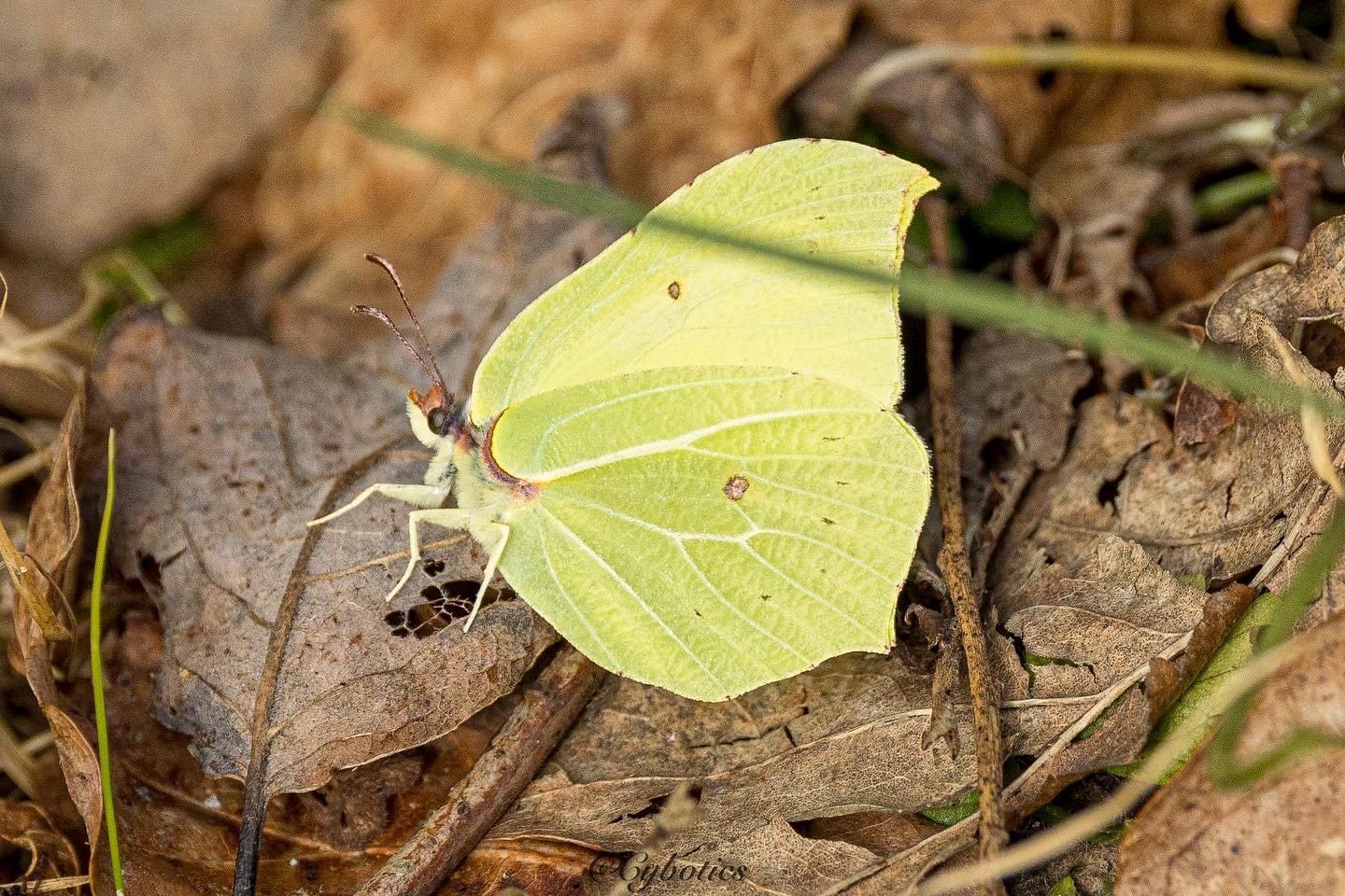 Brimstone butterfly