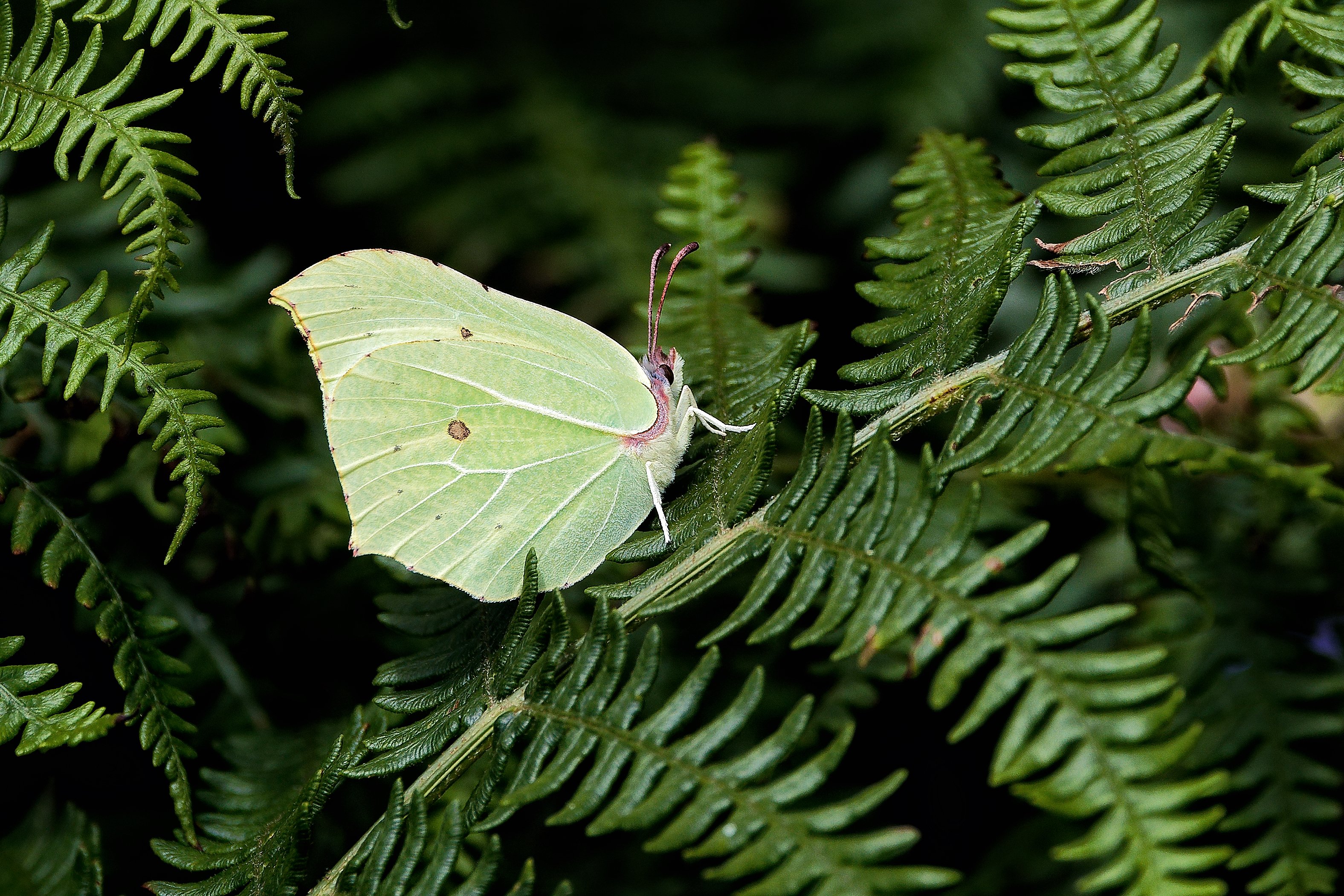 Brimstone