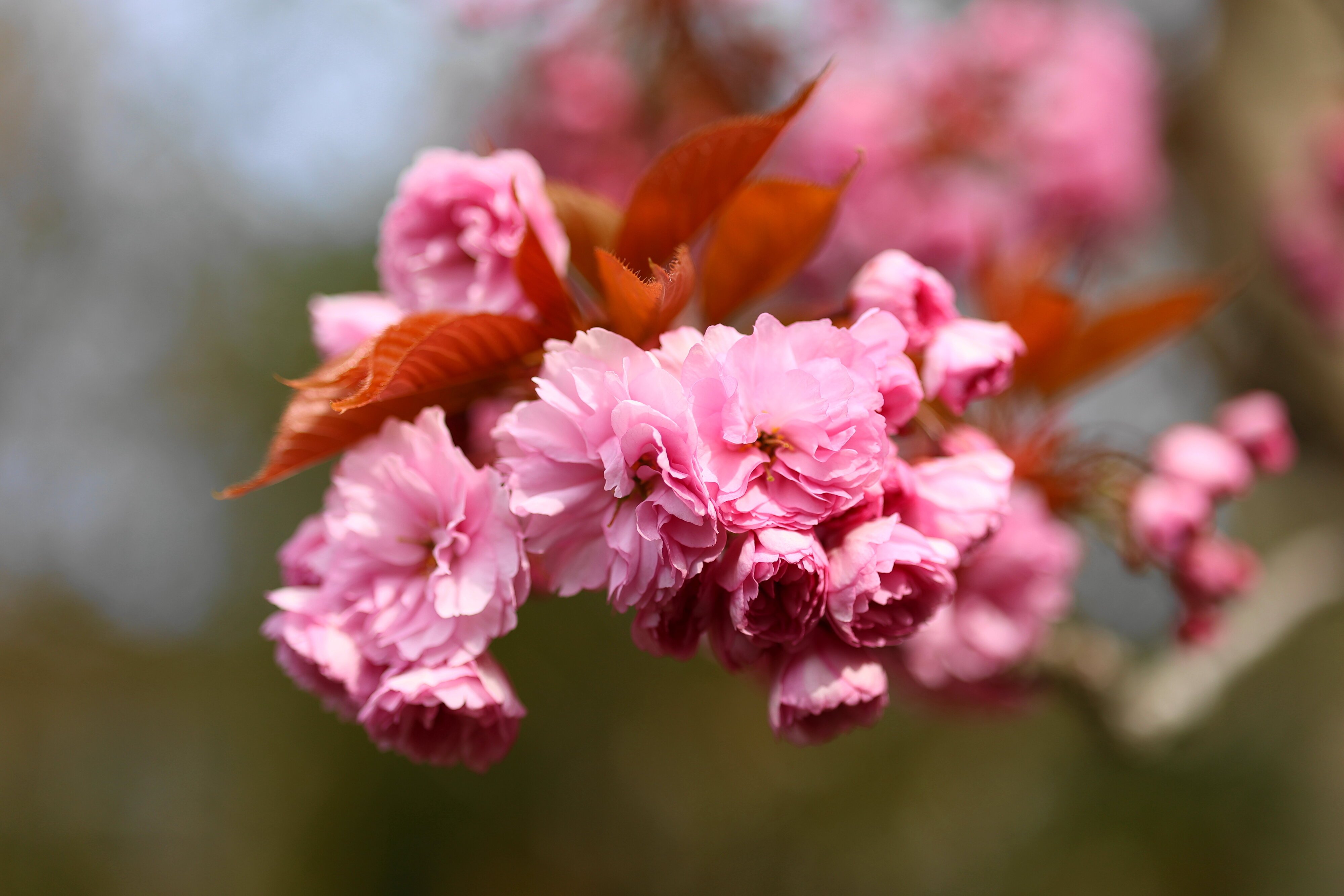 'Britain is Blossoming'