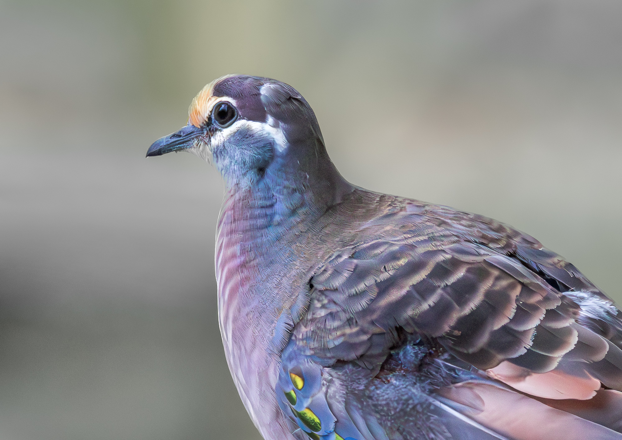 bronzewing-001-b-exp2000px-2.jpg