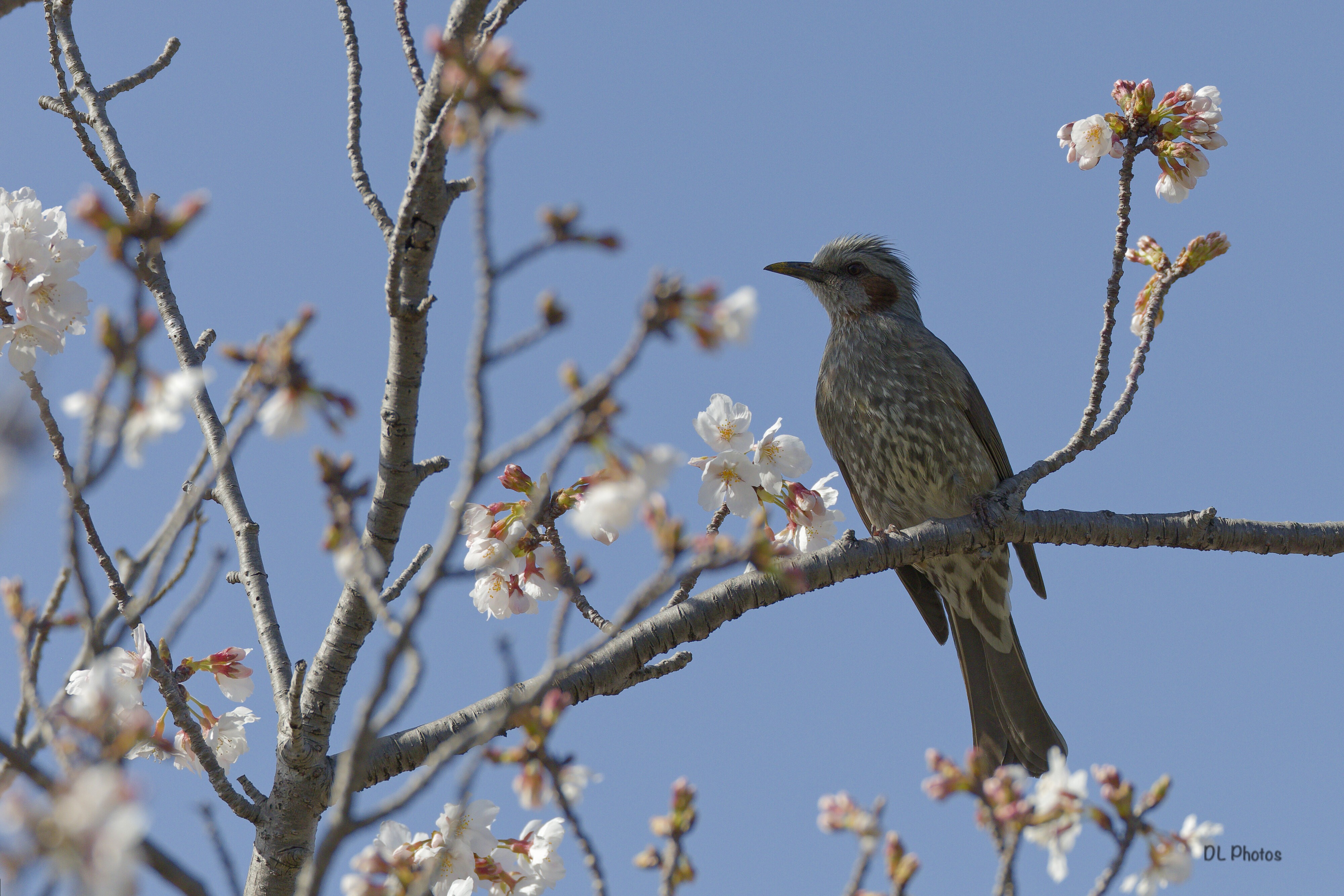 Brown-eared bulbul