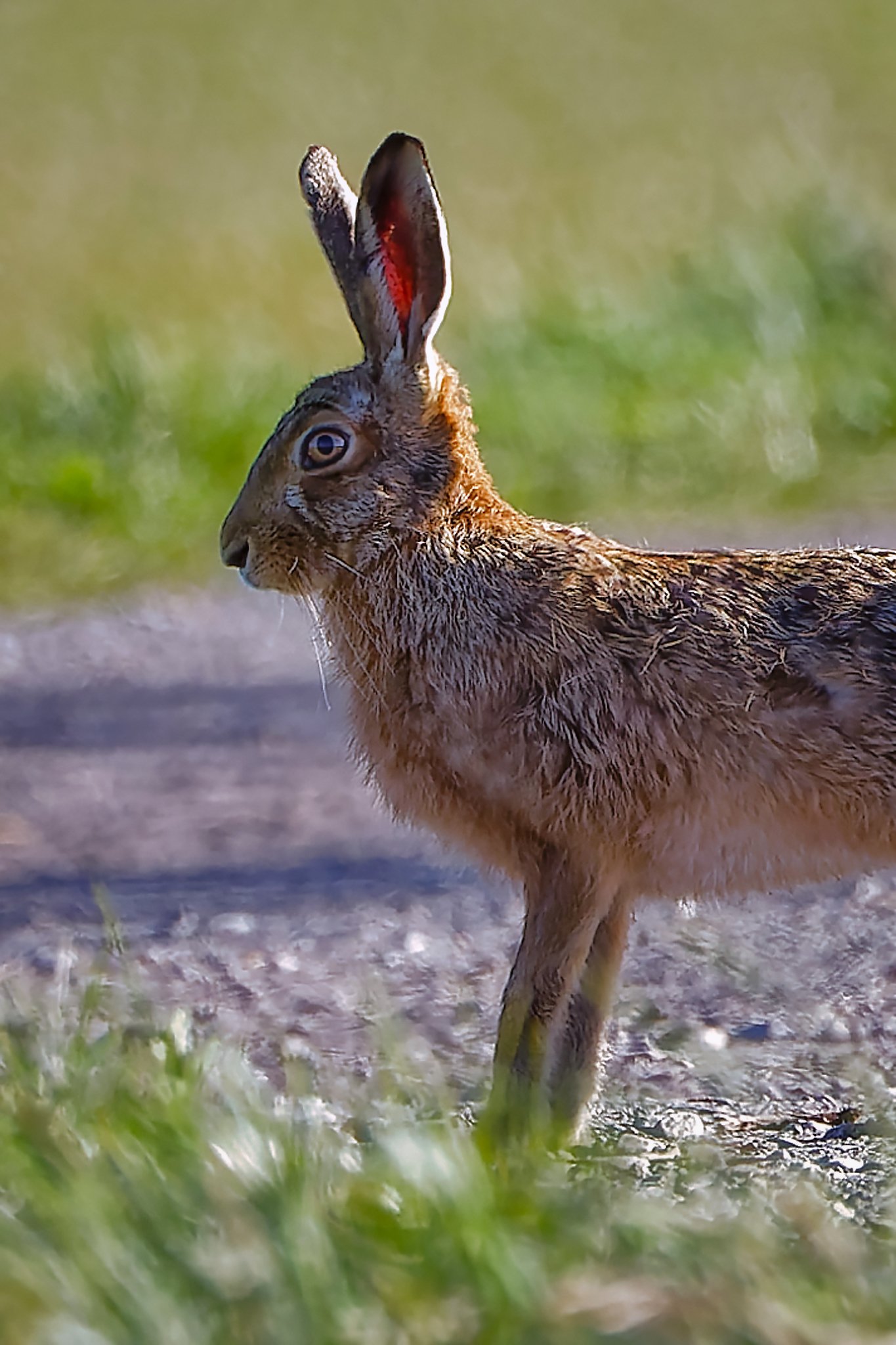 Brown Hare