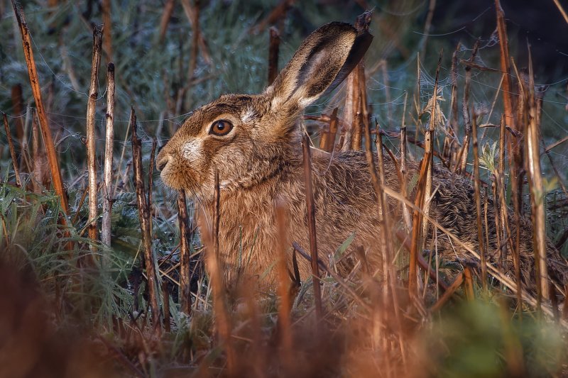 Brown Hares, four images