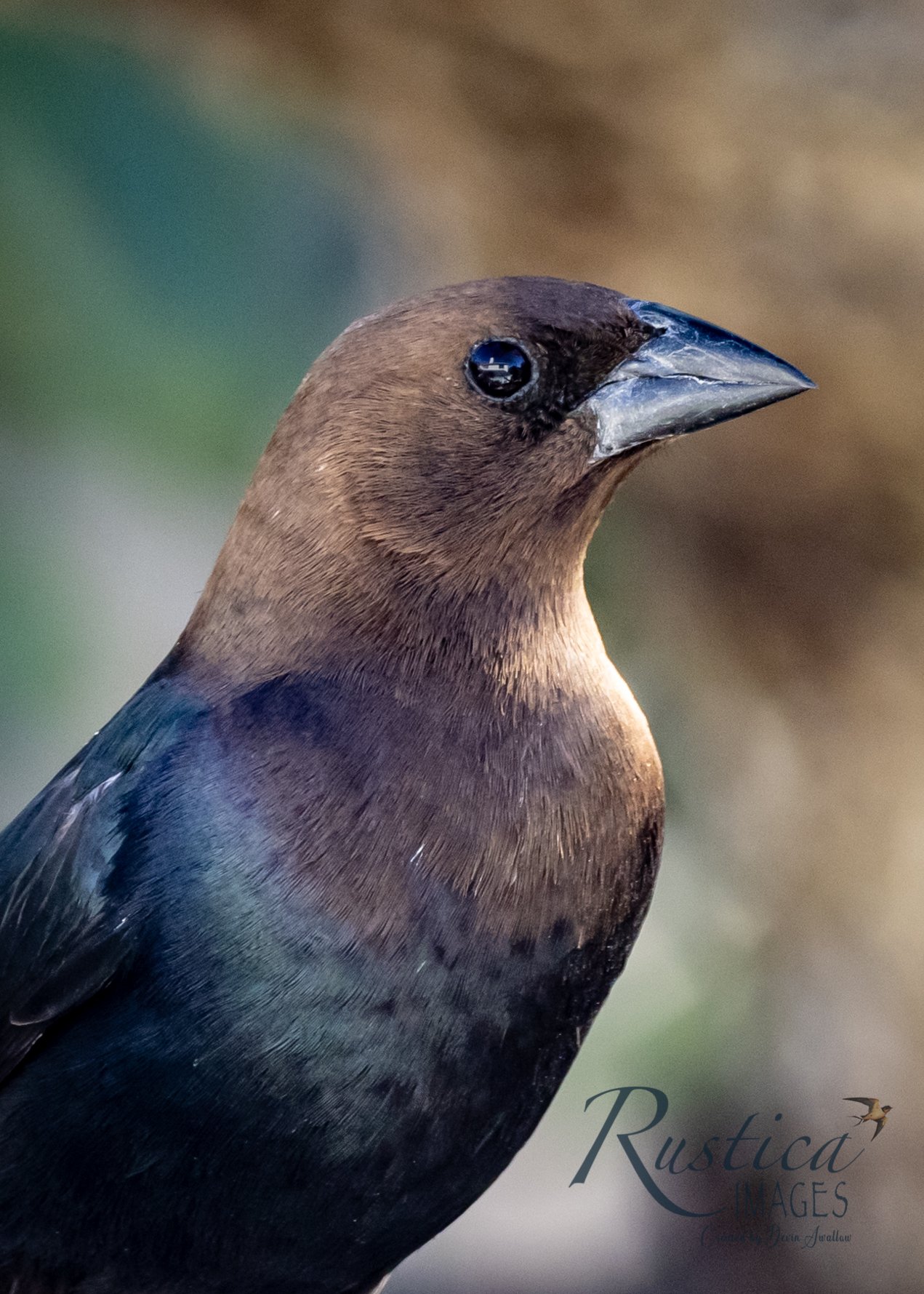 Brown Headed Cowbird