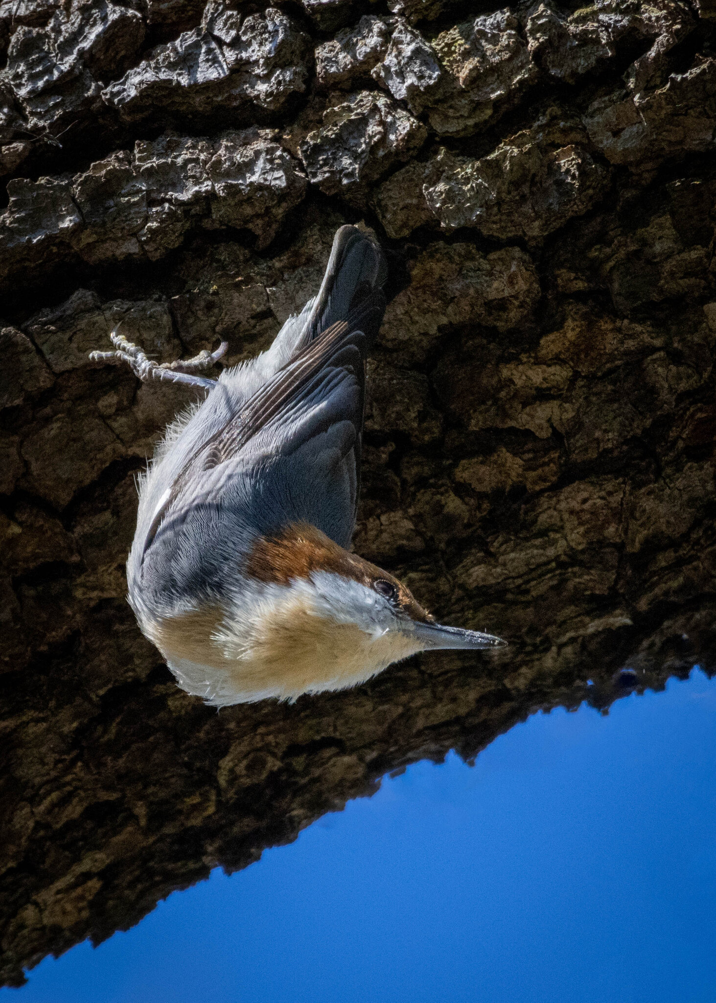 Brown-headed Nuthatch - Skidaway Island SP.jpg