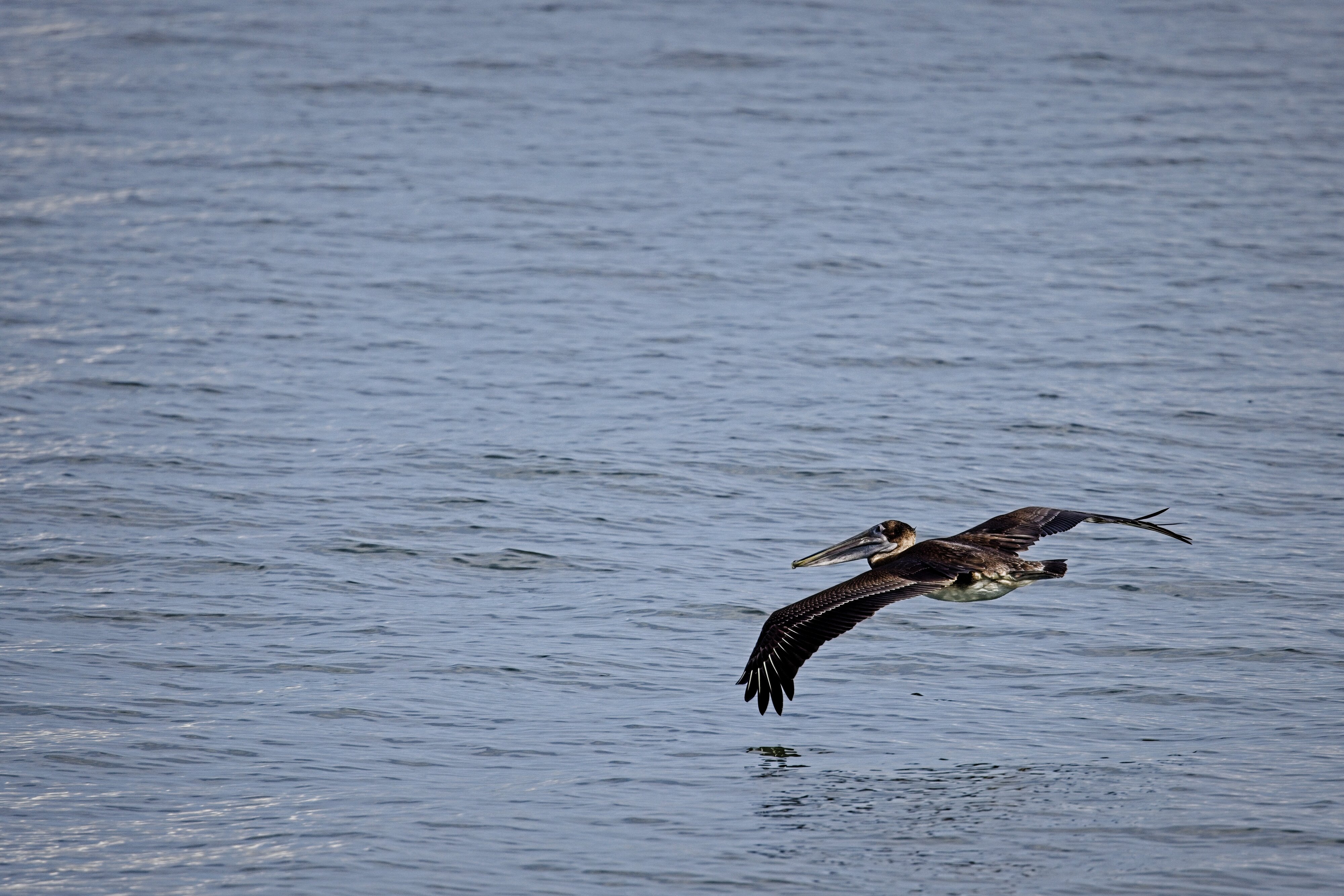 Brown Pelican on Galveston Bay