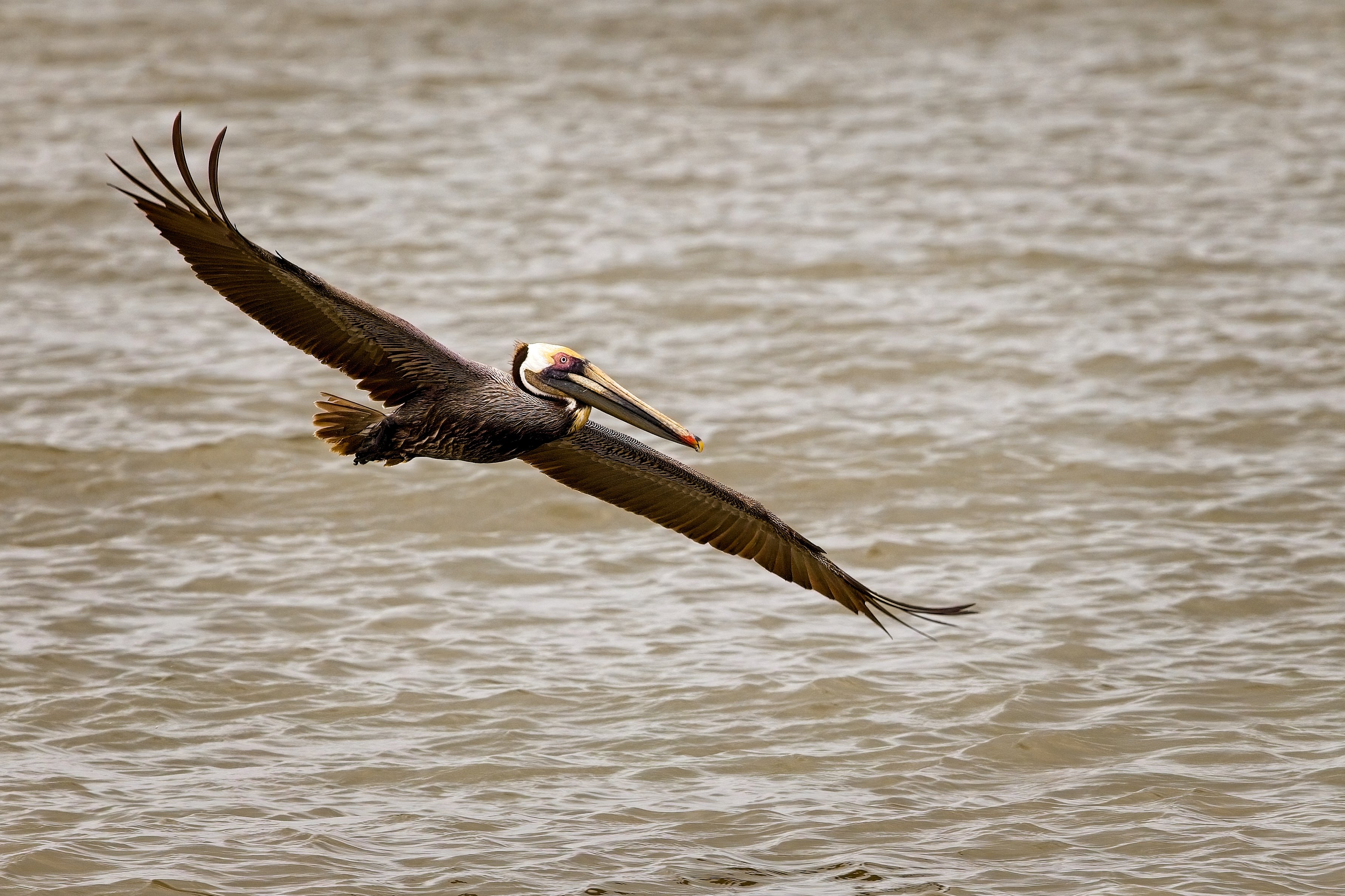 Brown Pelican