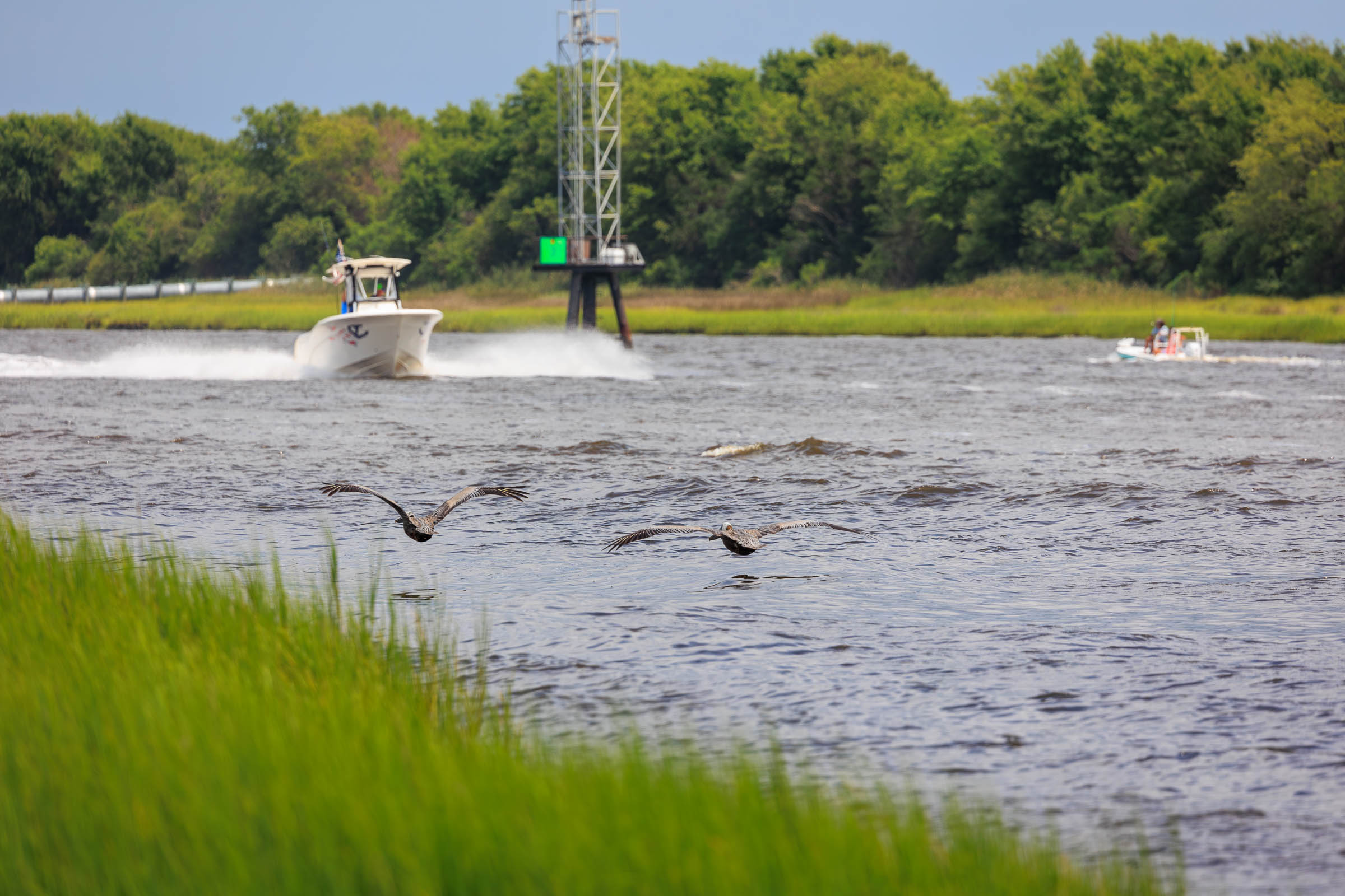 Brown Pelicans