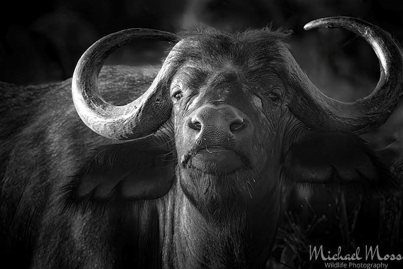 Buffalo female Djuma 2023 BW copy.jpg