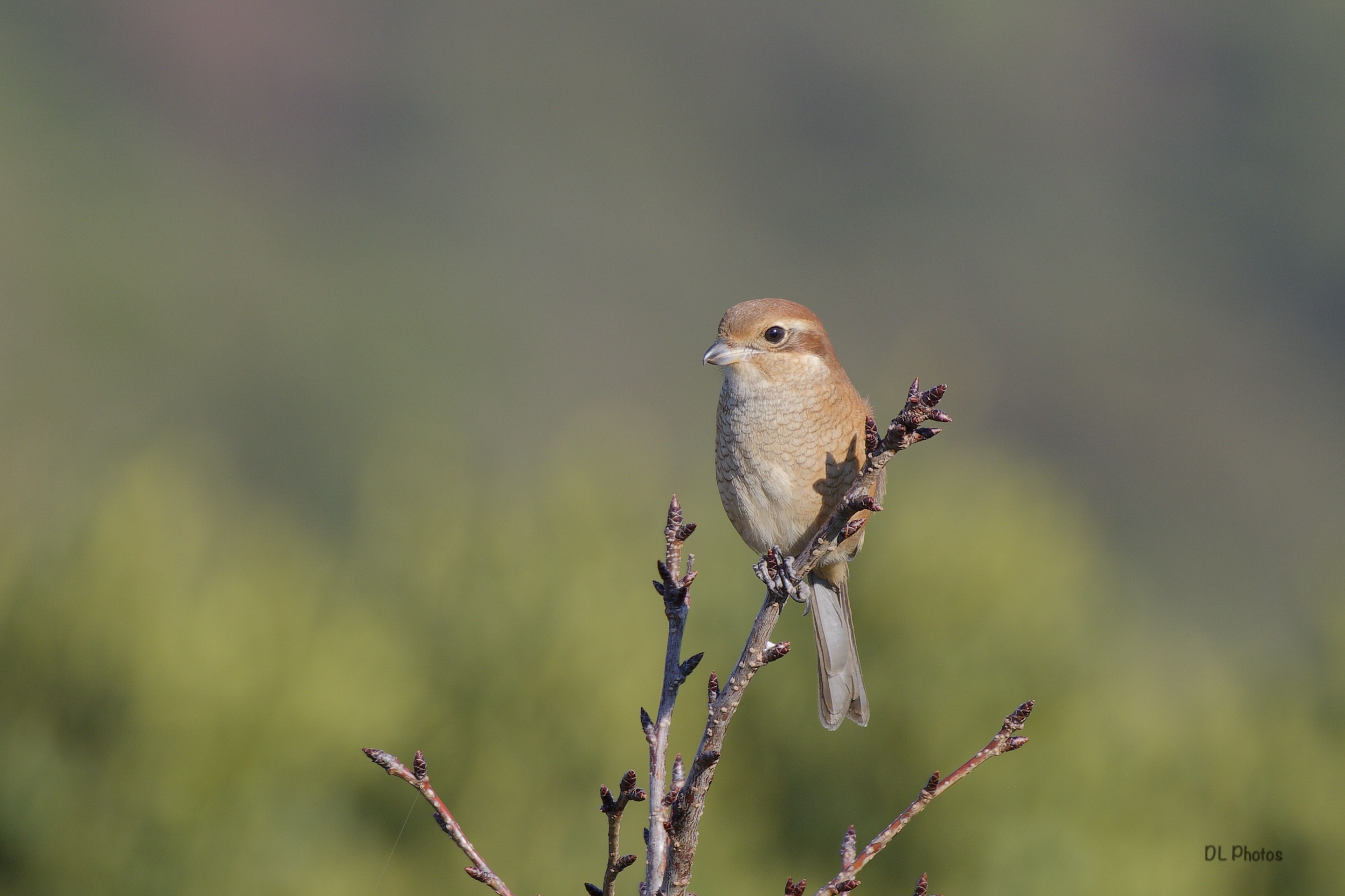 Bull-headed shrike (モズ)