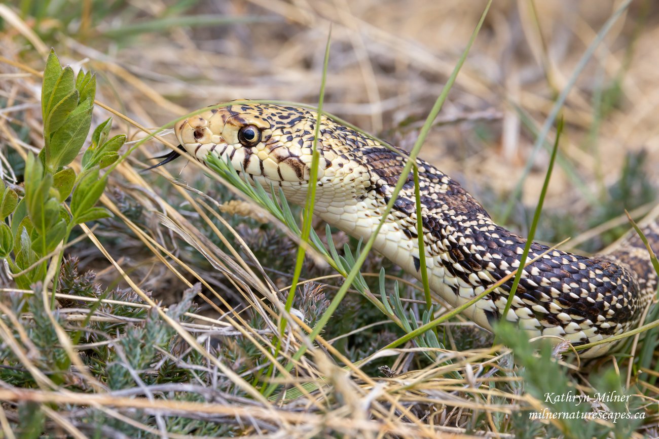 Bull Snake 1