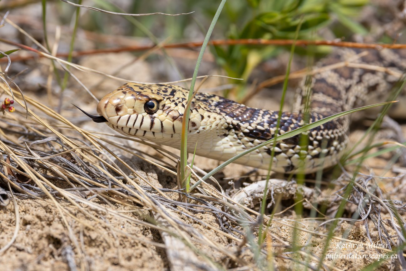 Bull Snake 2