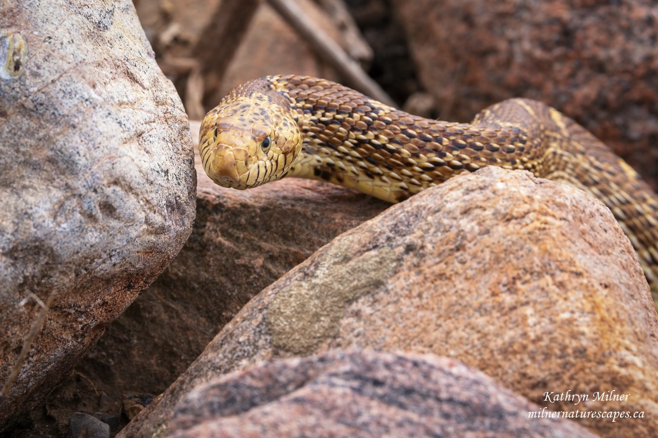 Bull Snake.jpg