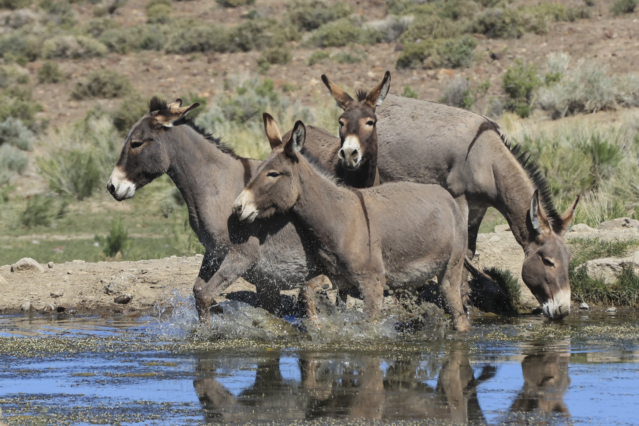 Burros in the Blackrock