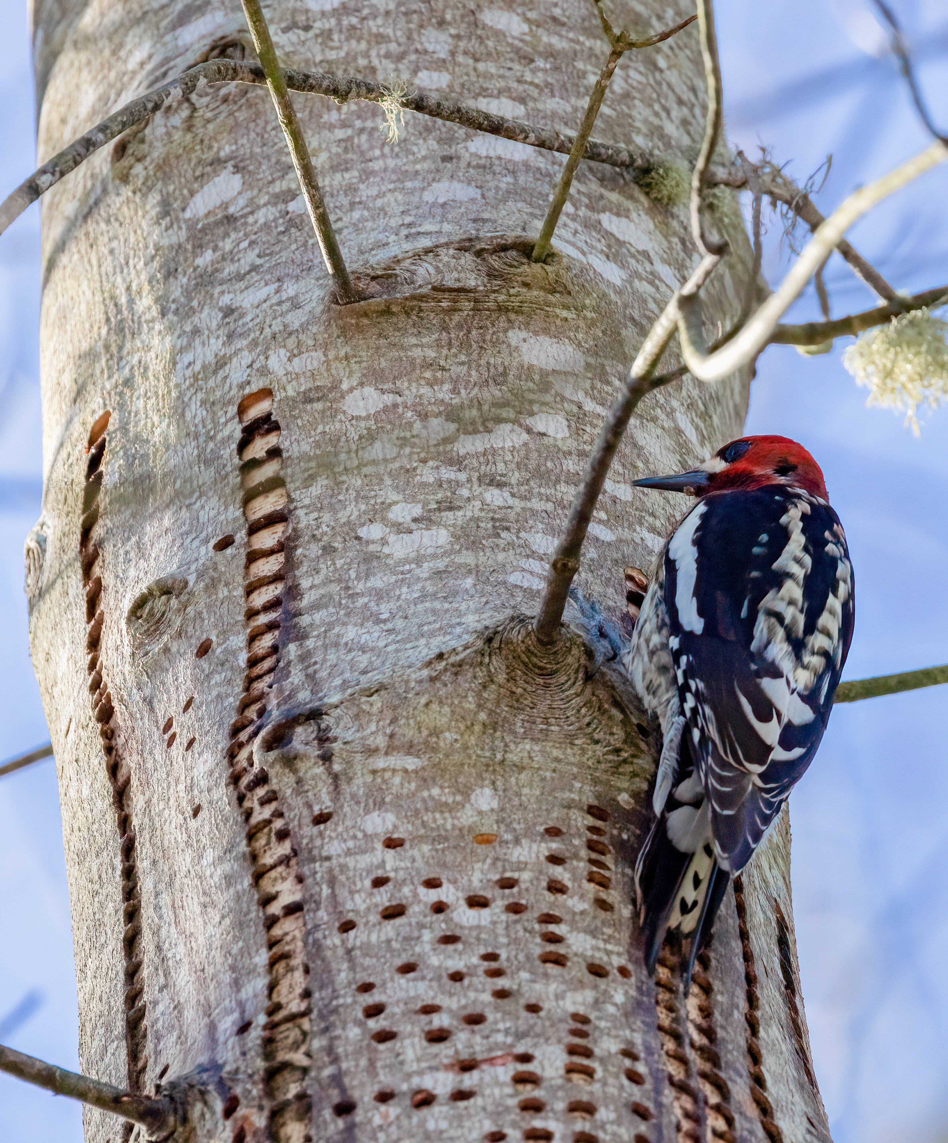 Busy Bird