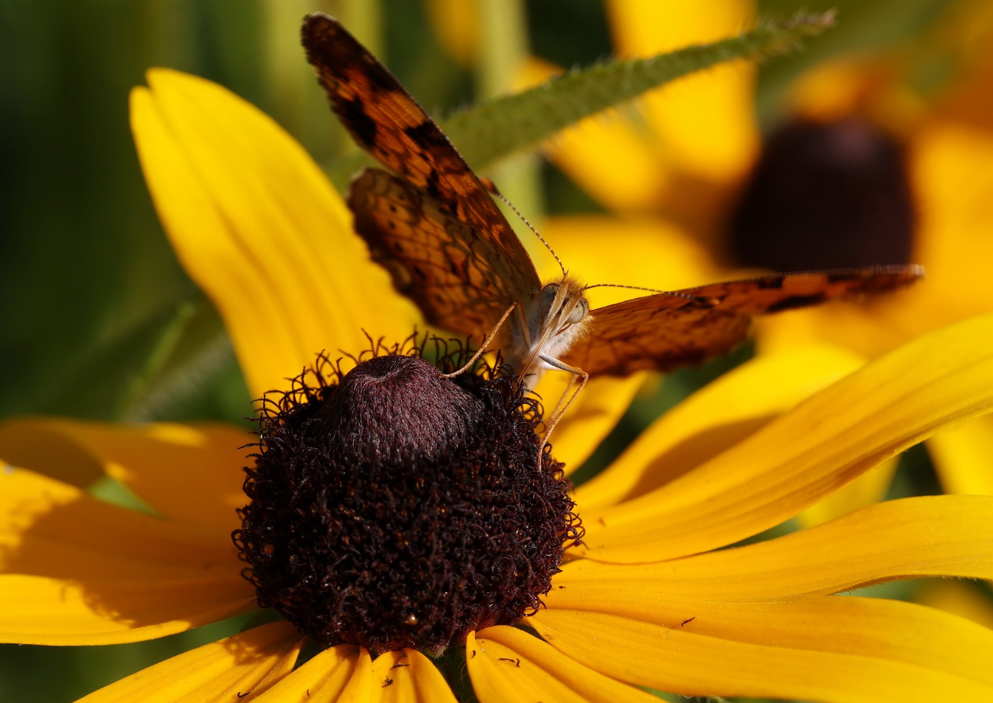 Butterfly Frontal