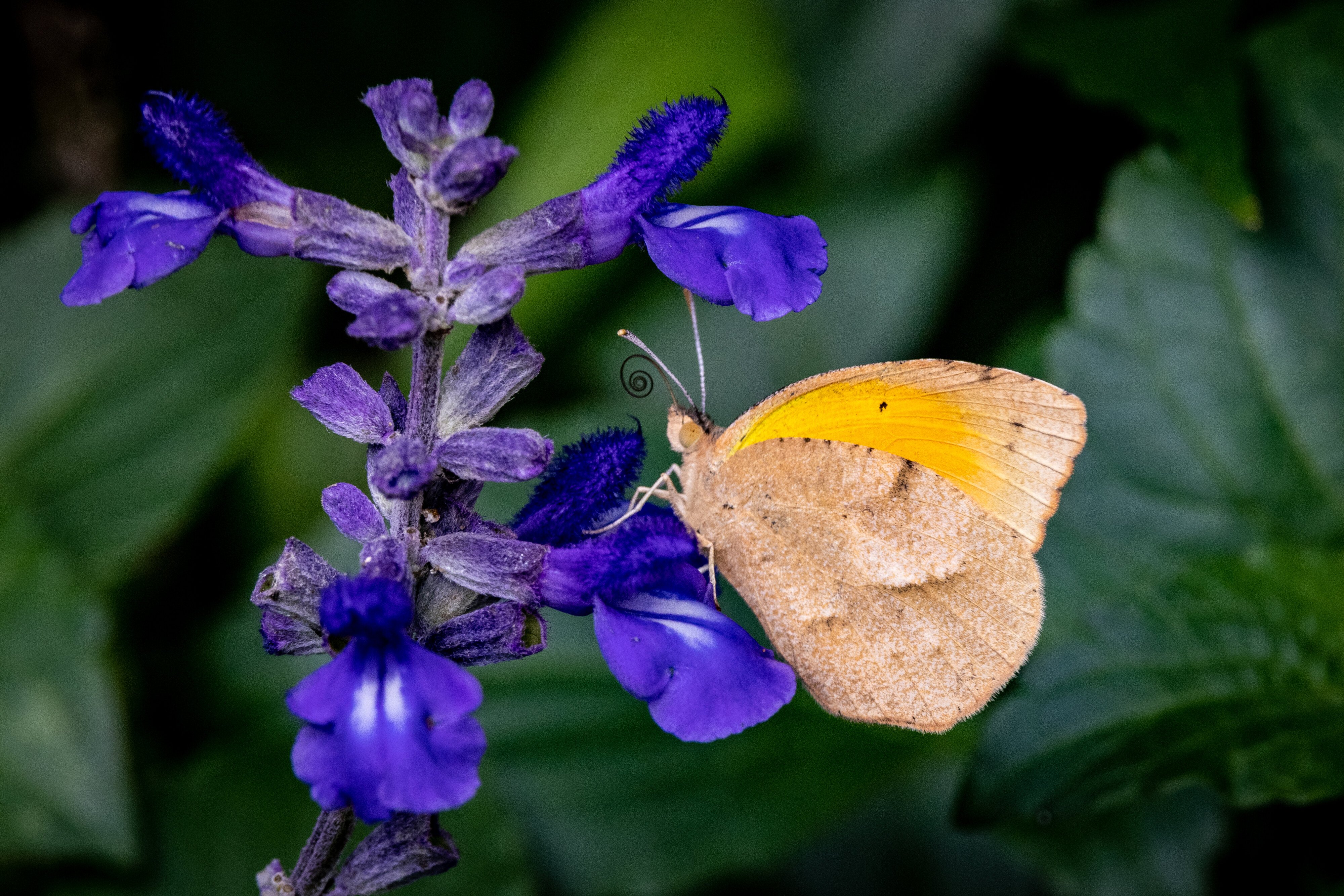 Butterfly on Salvia 1