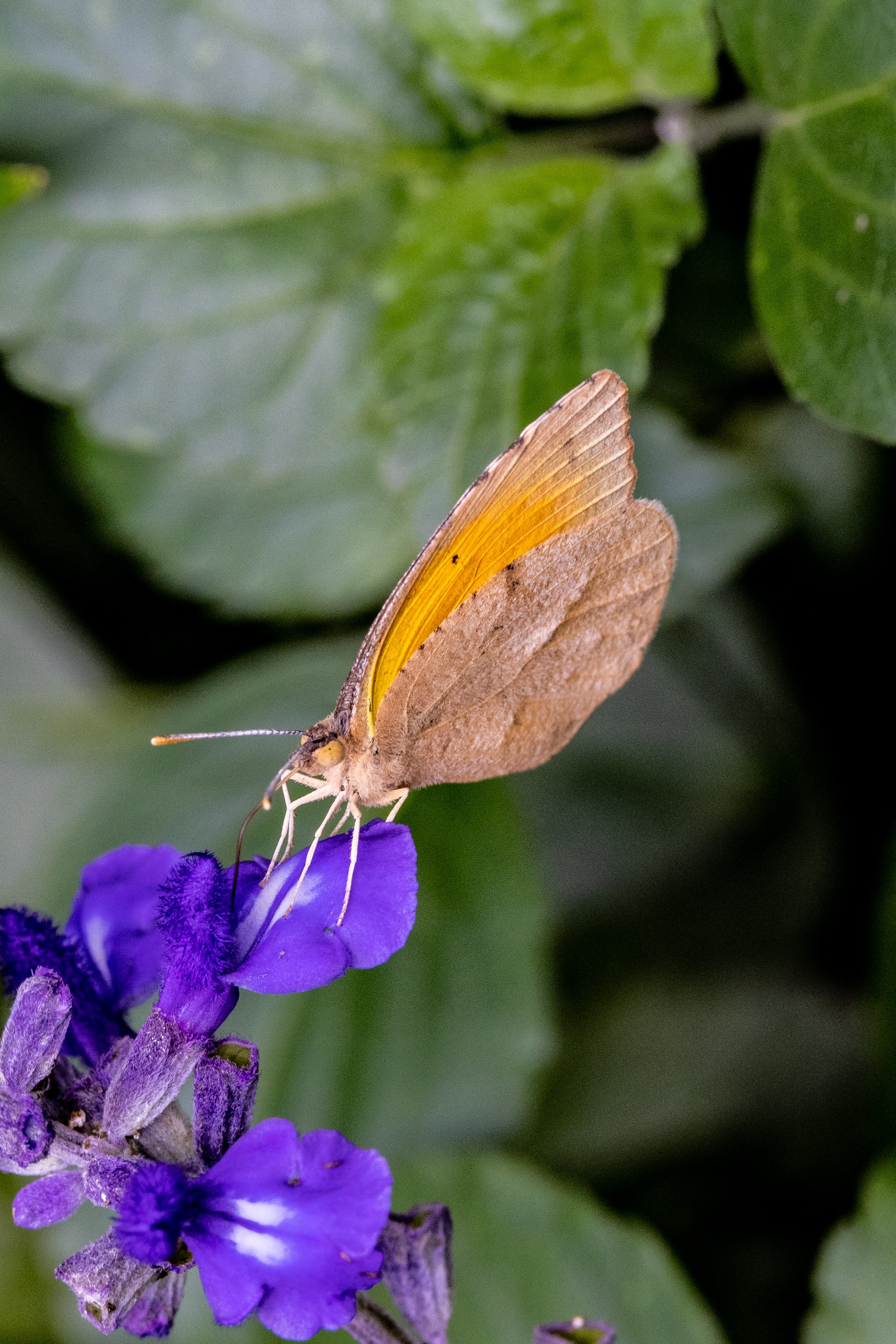 Butterfly on Salvia 2