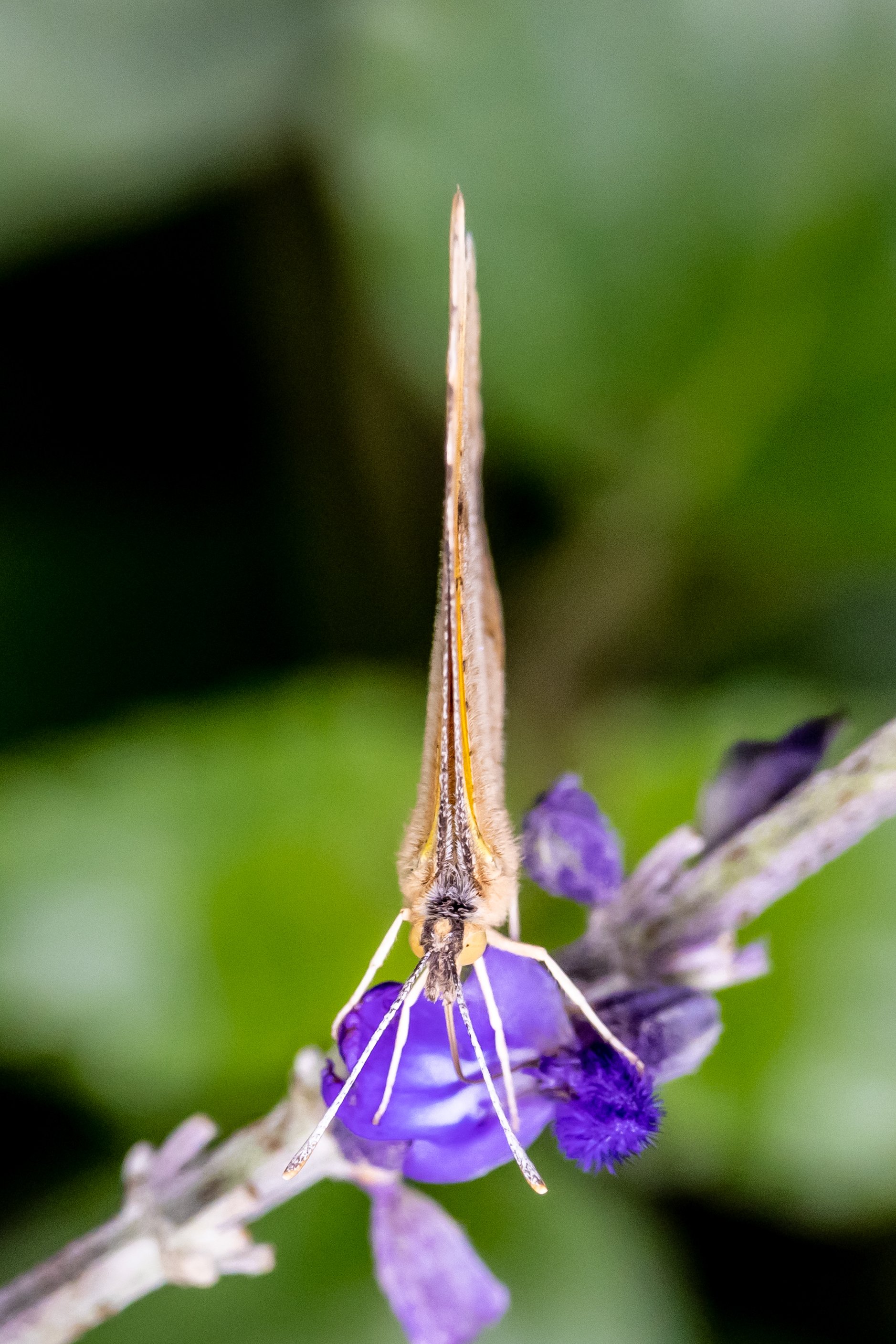 Butterfly on Salvia 3