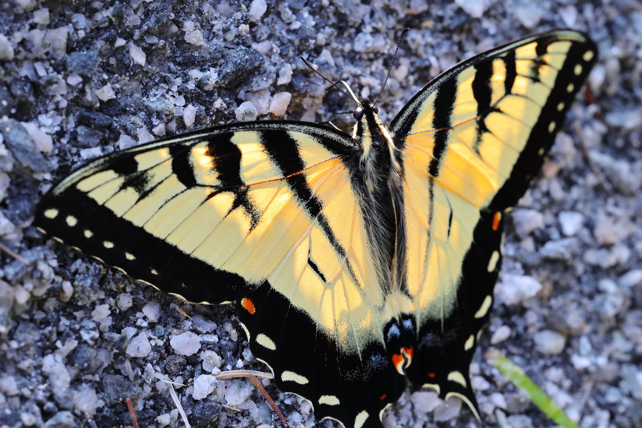 Butterfly on the Rocks 2