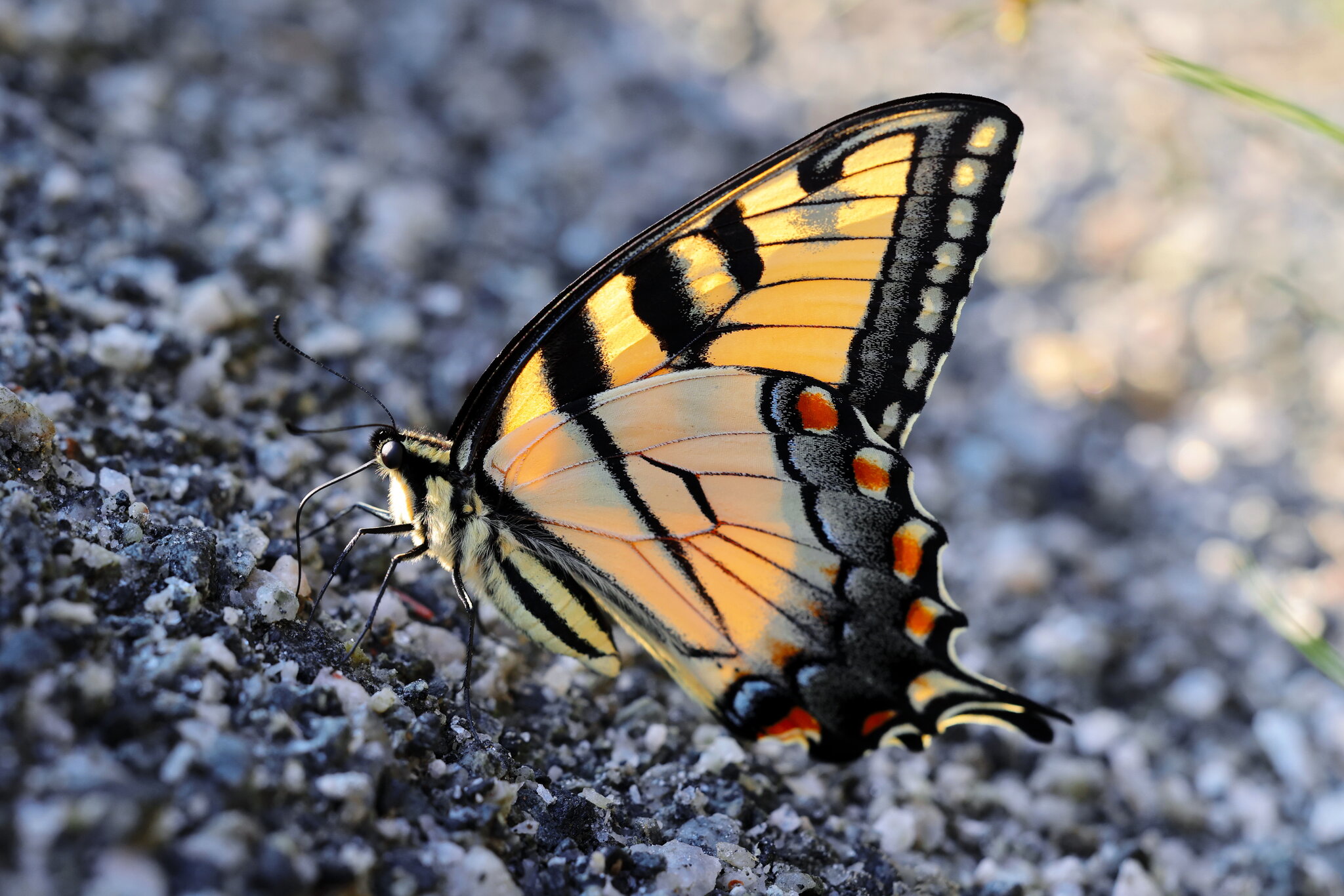 Butterfly on the Rocks