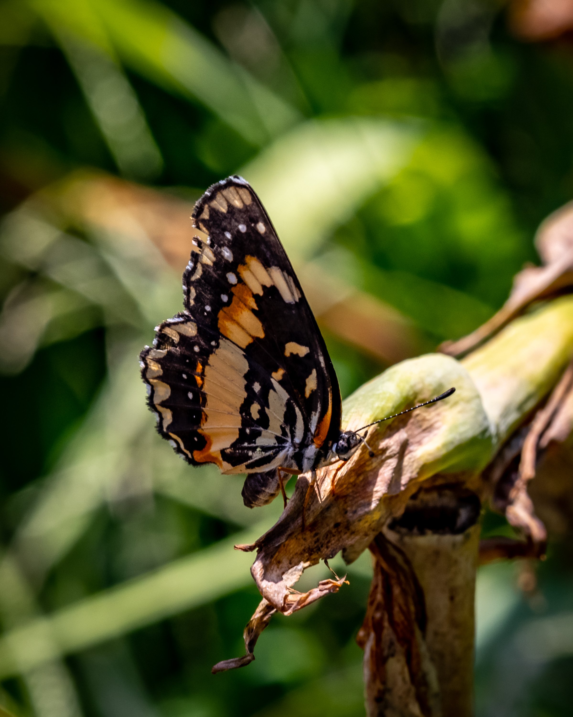 Butterfly Sunning