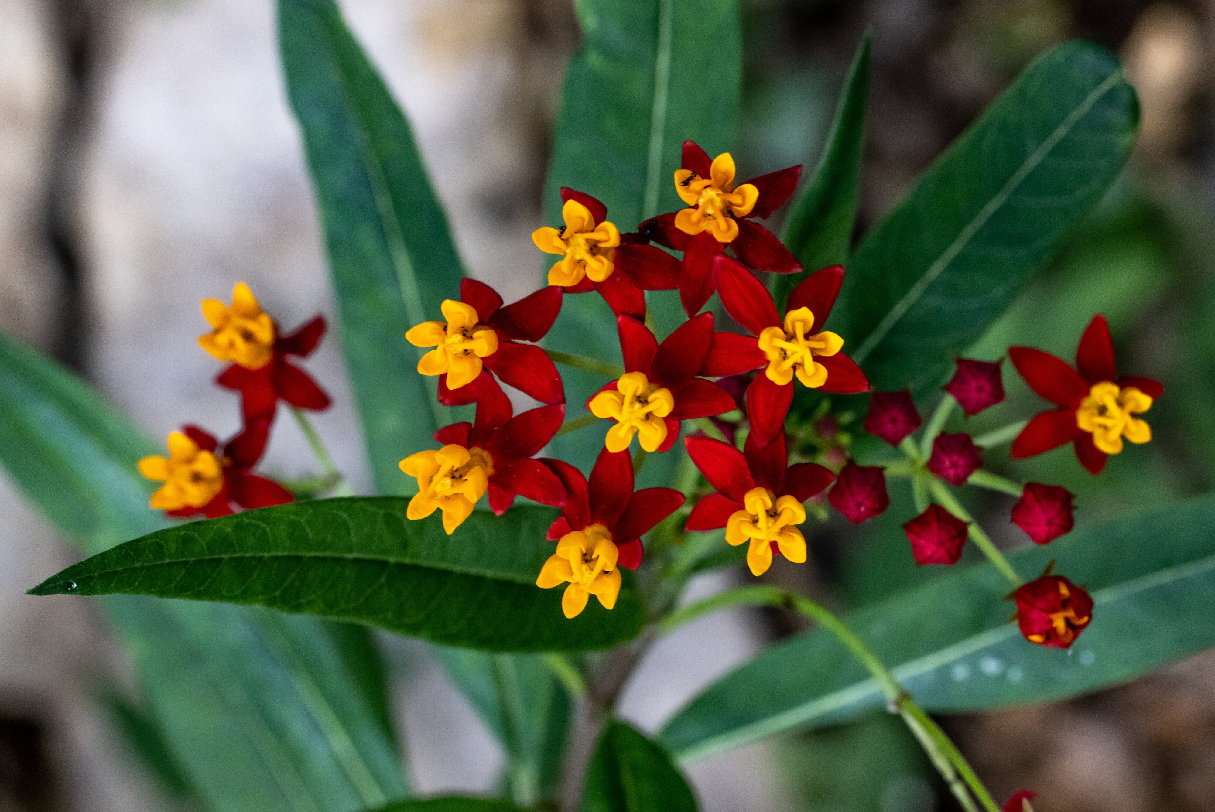 Butterfly weed