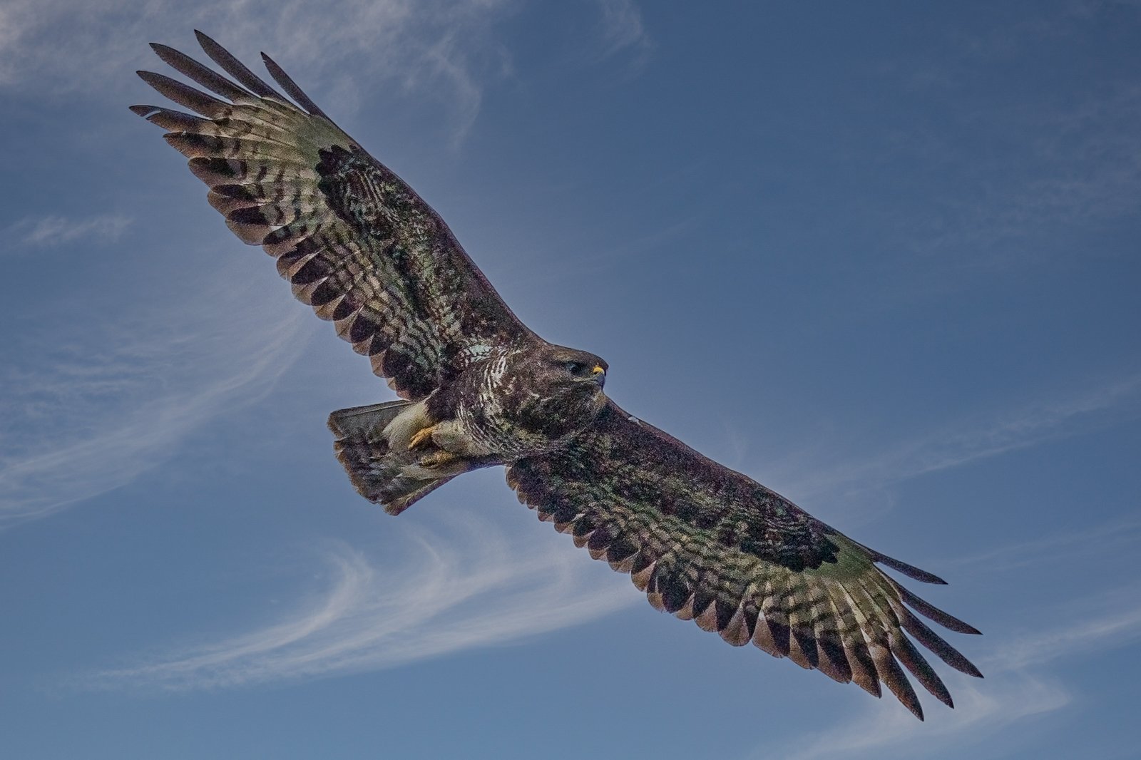 Buzzard