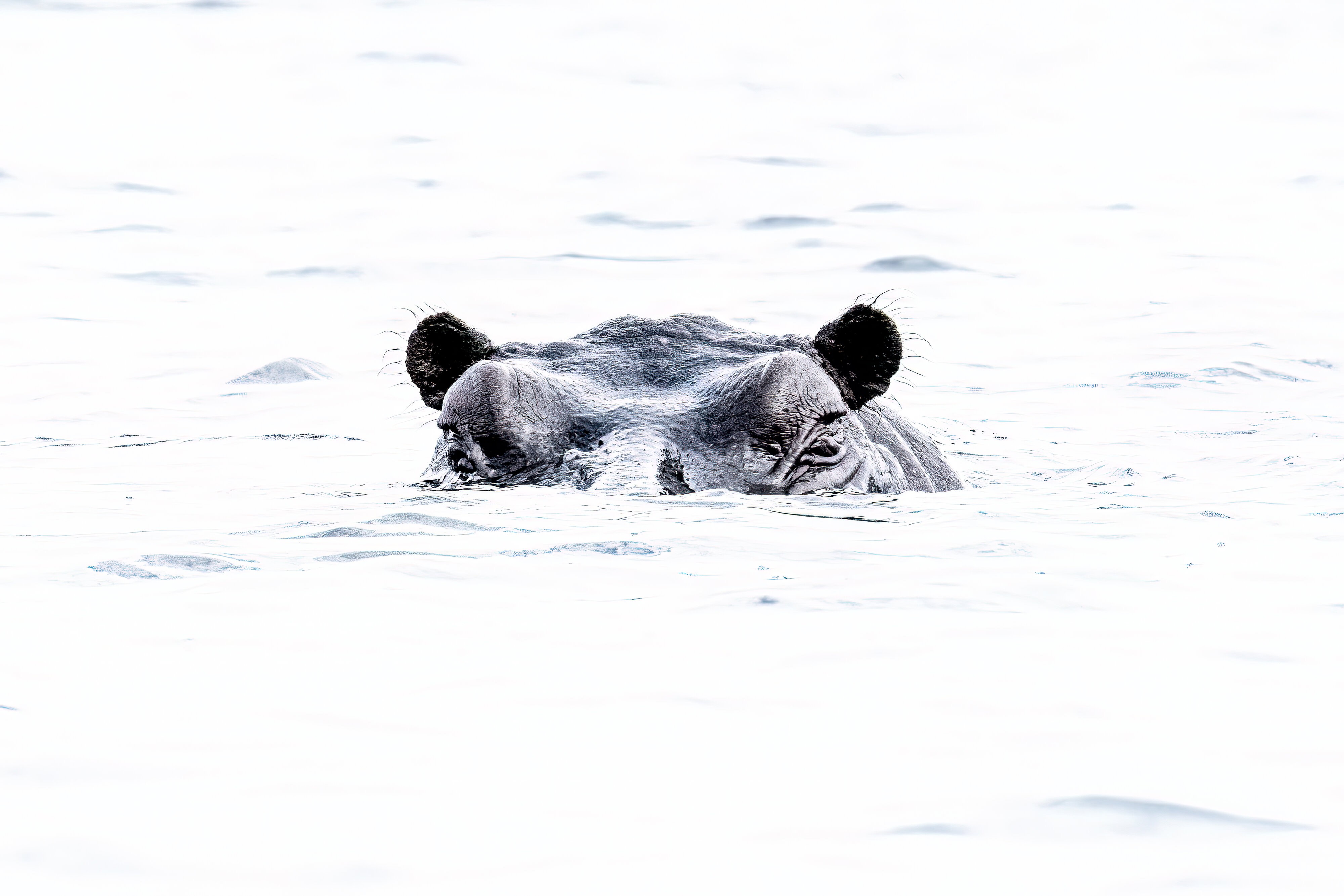 BW Hippo shot-2.jpg