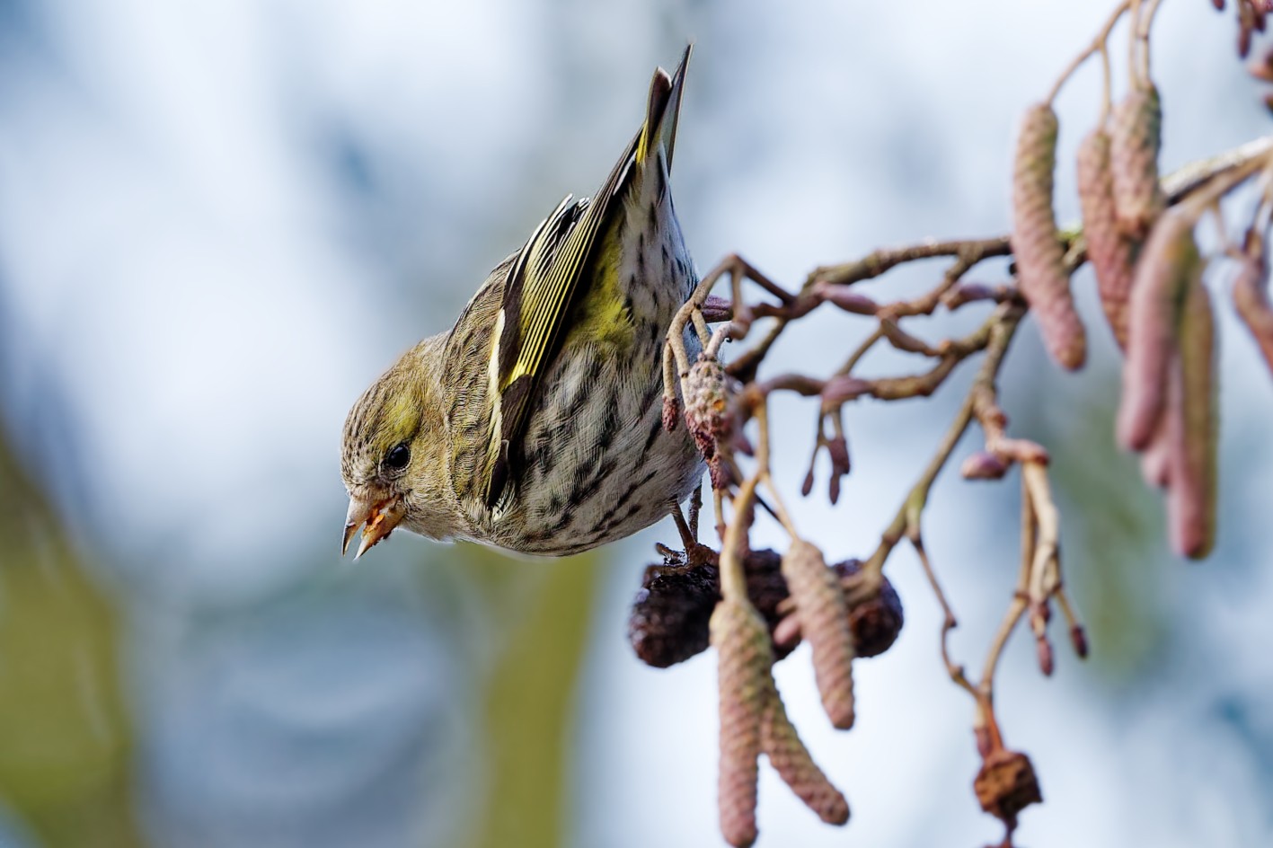 C83A8144_DxO.jpg. Siskin (f)