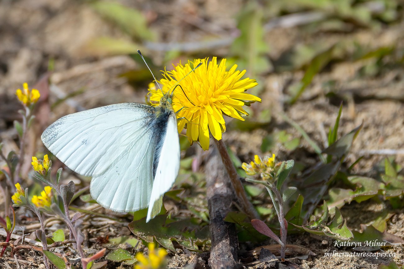 Cabbage Butterfly on a Dandelion