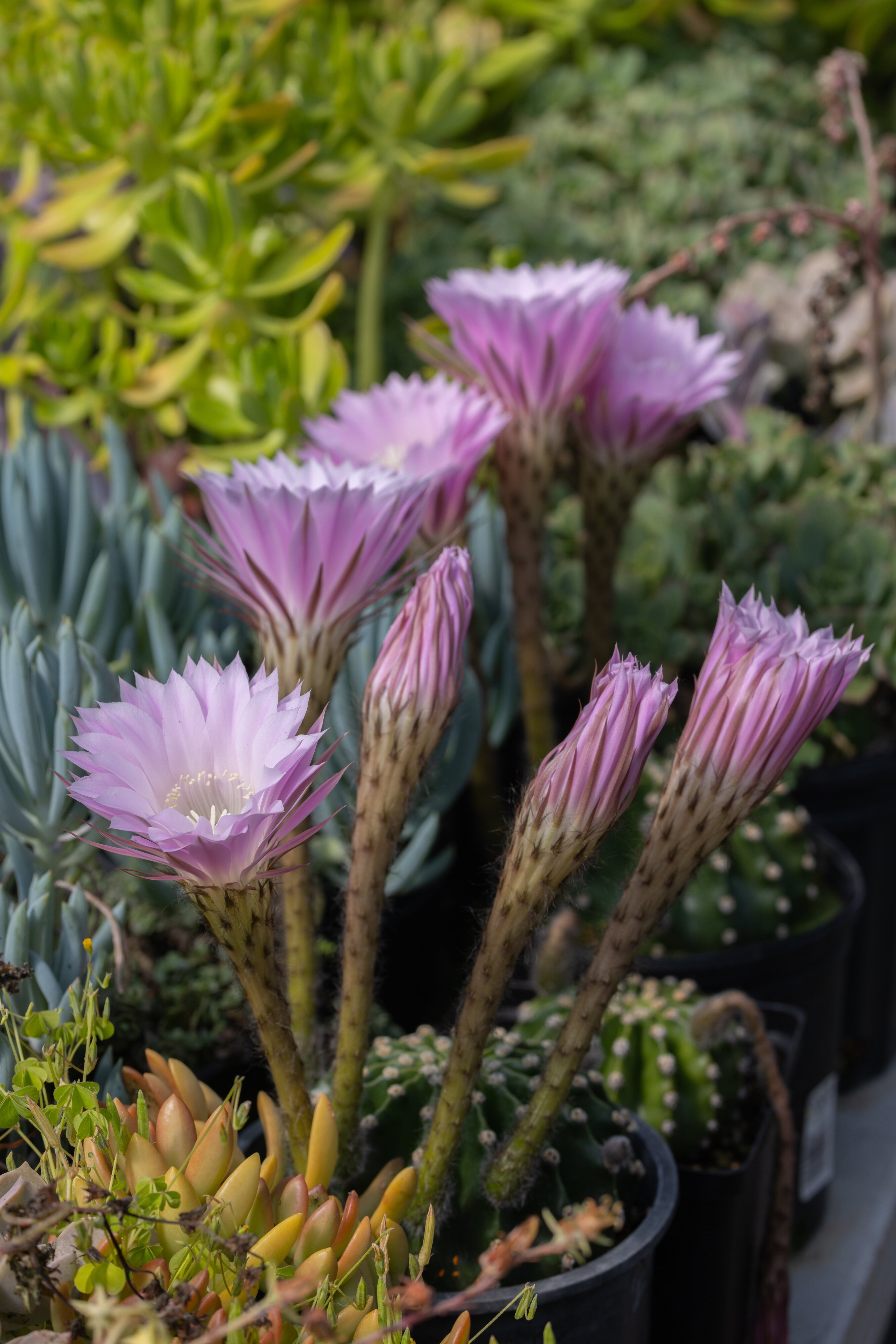 Cactus Blooms