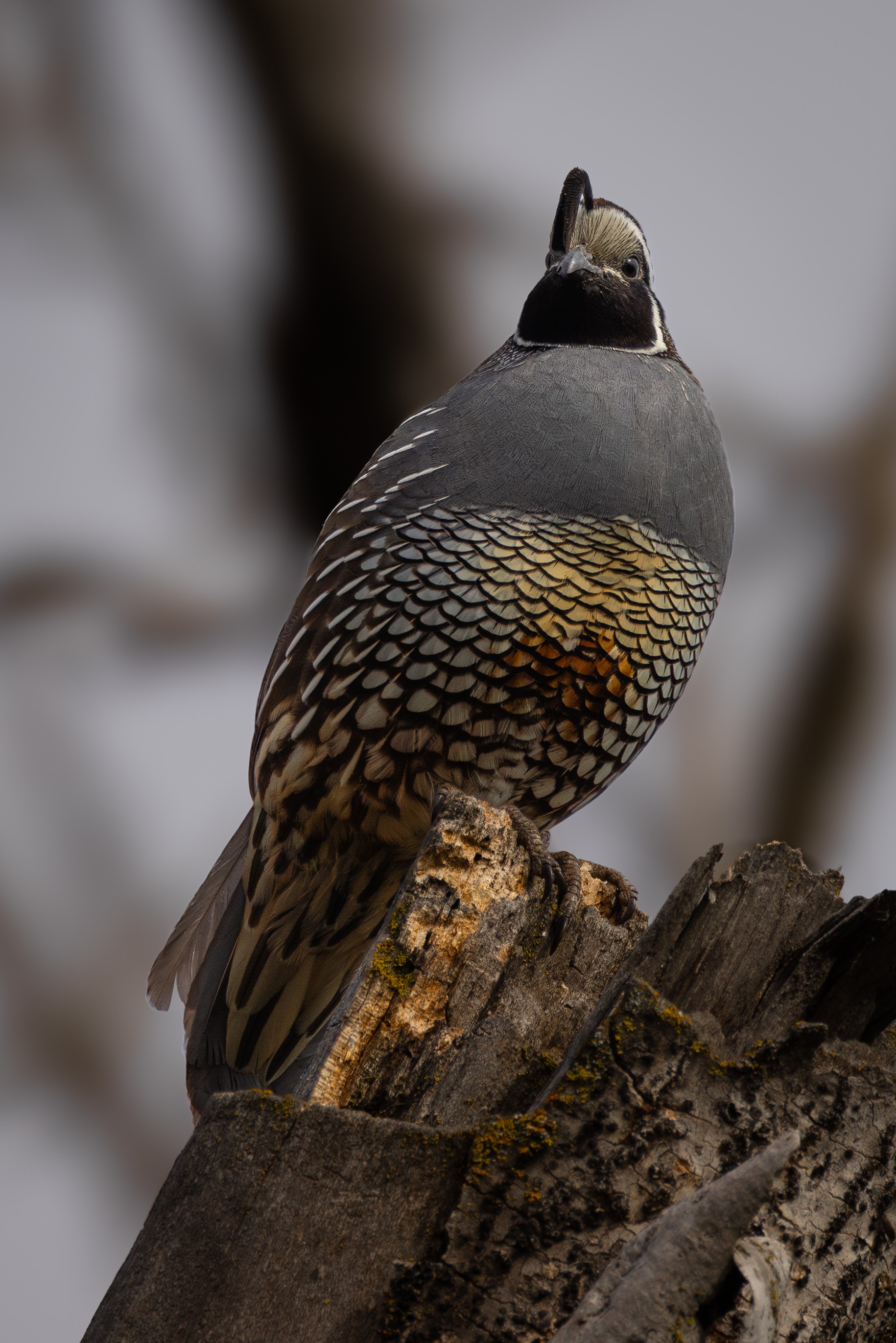 California Quail