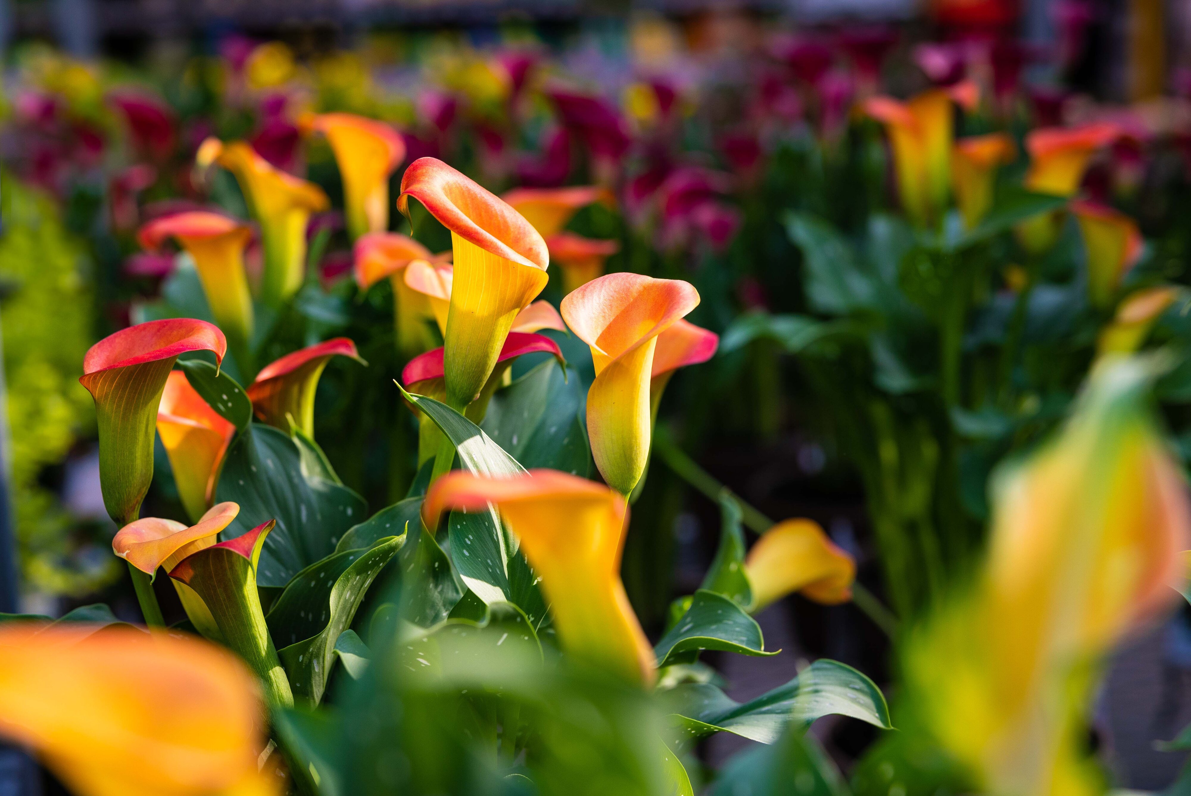 Calla Lillies