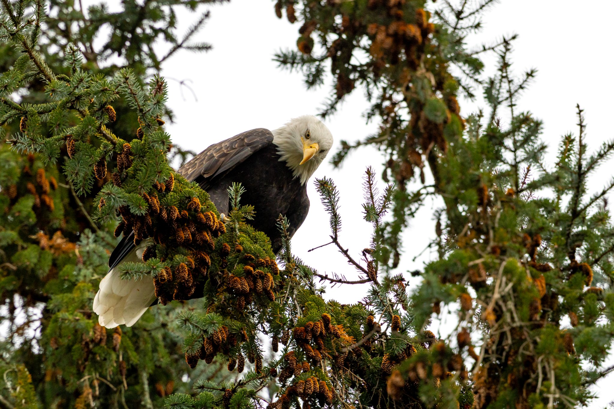 Canada 08-11-2025 0023.JPG