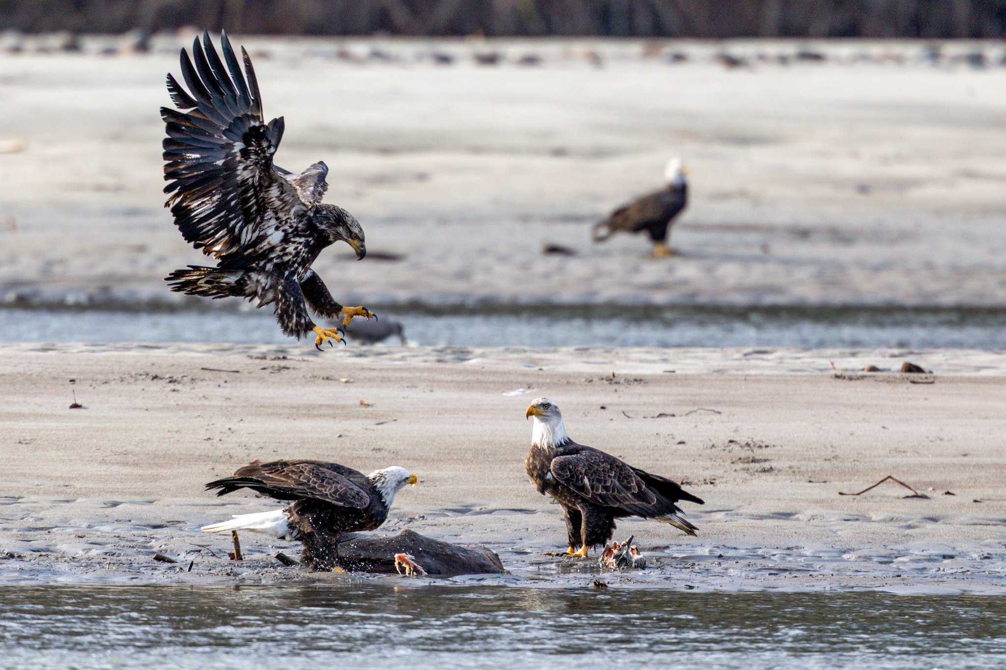 Canada 11-11-2025 0058.jpg