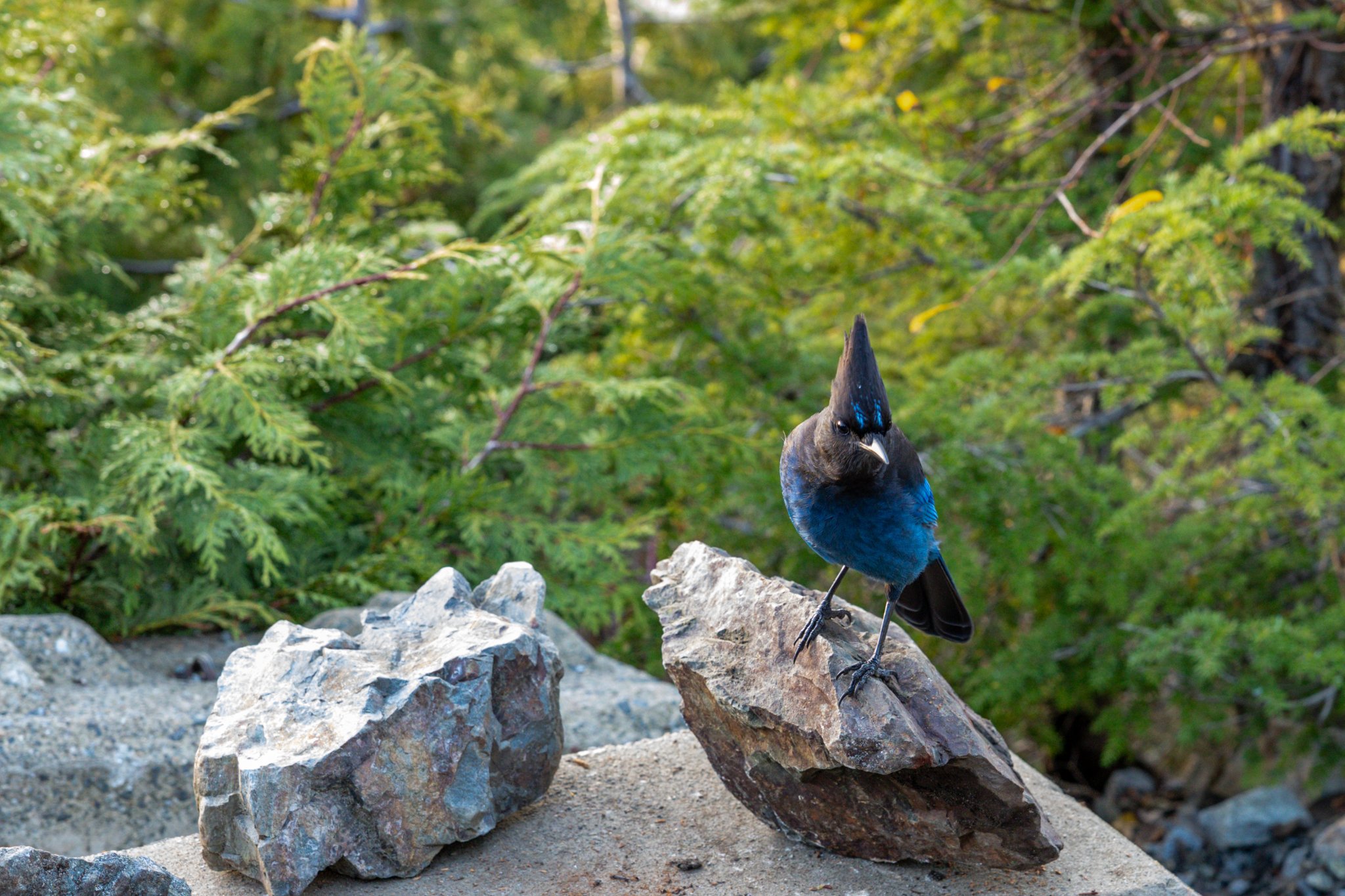 Canada 11-11-2025 0092.JPG