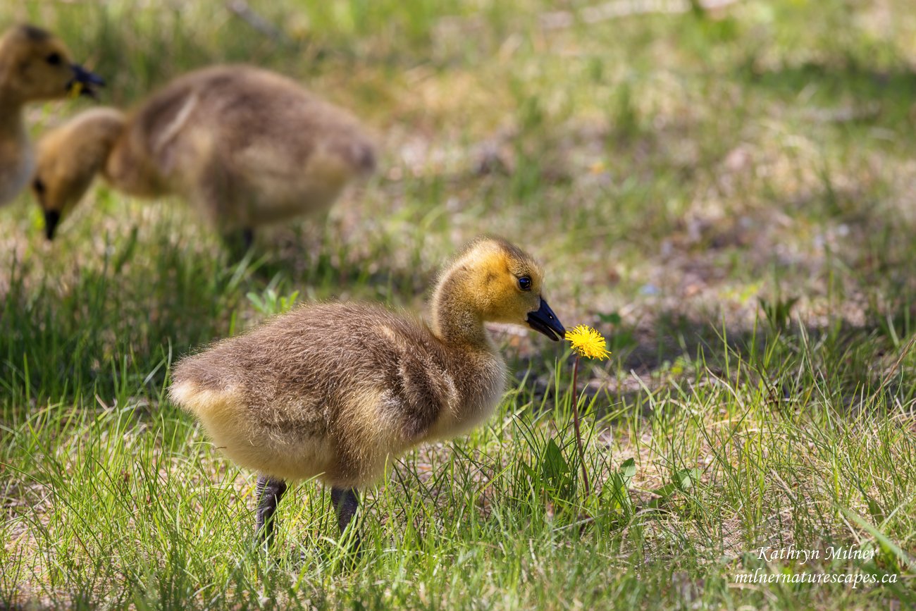 Canada Goose gosling.jpg