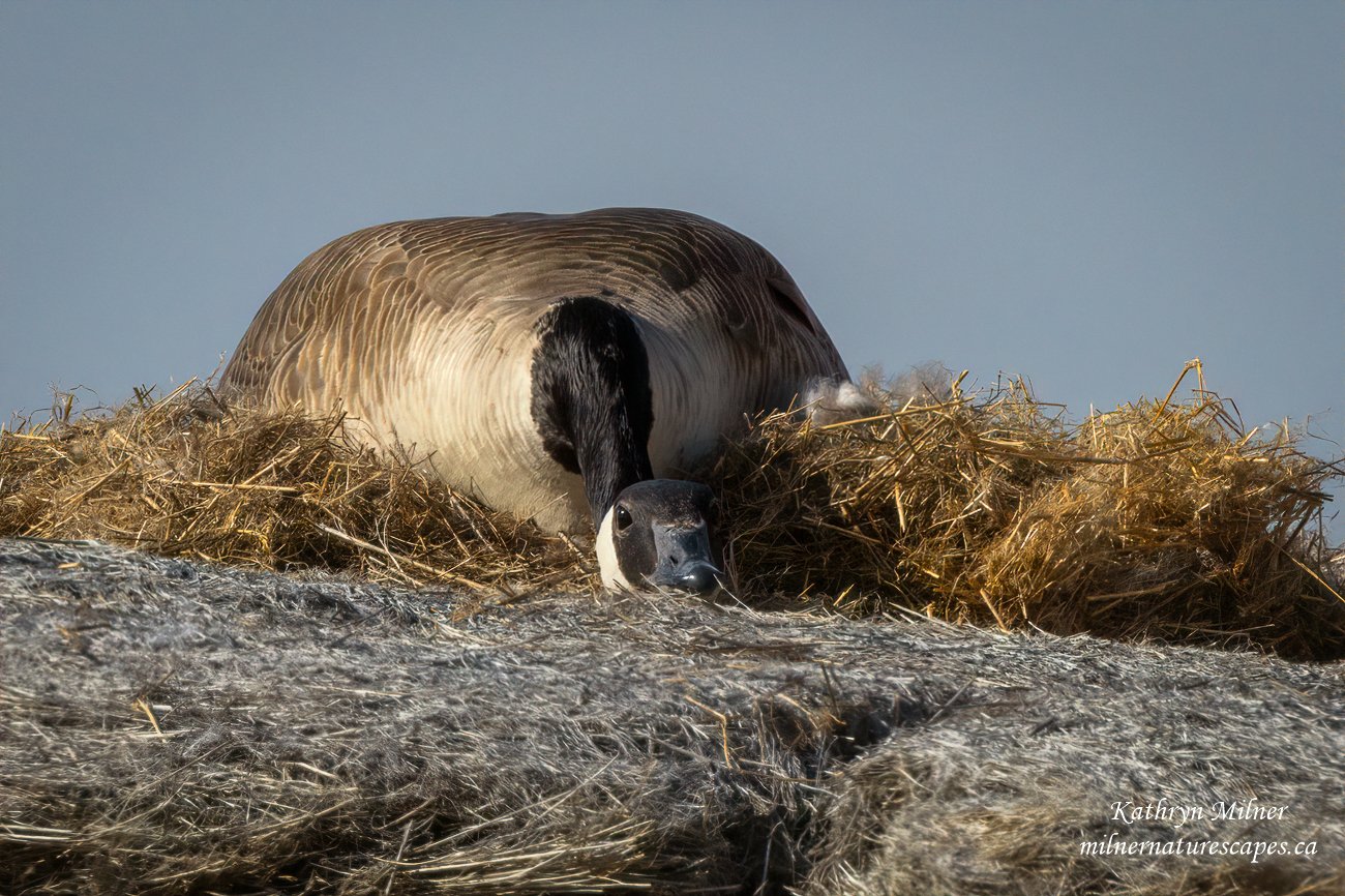 Canada Goose - Hiding expertly.