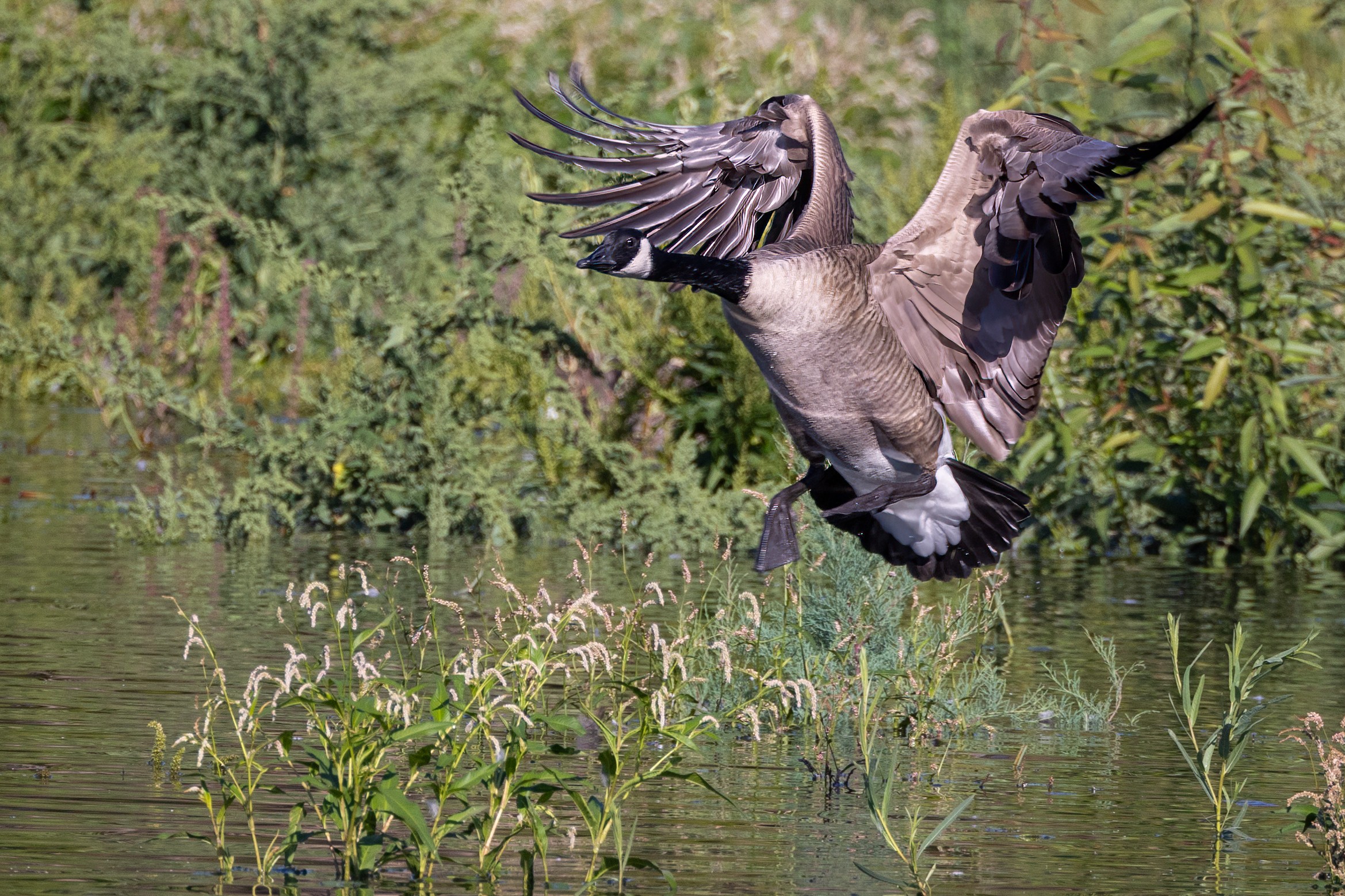 Canadian Goose - Landing