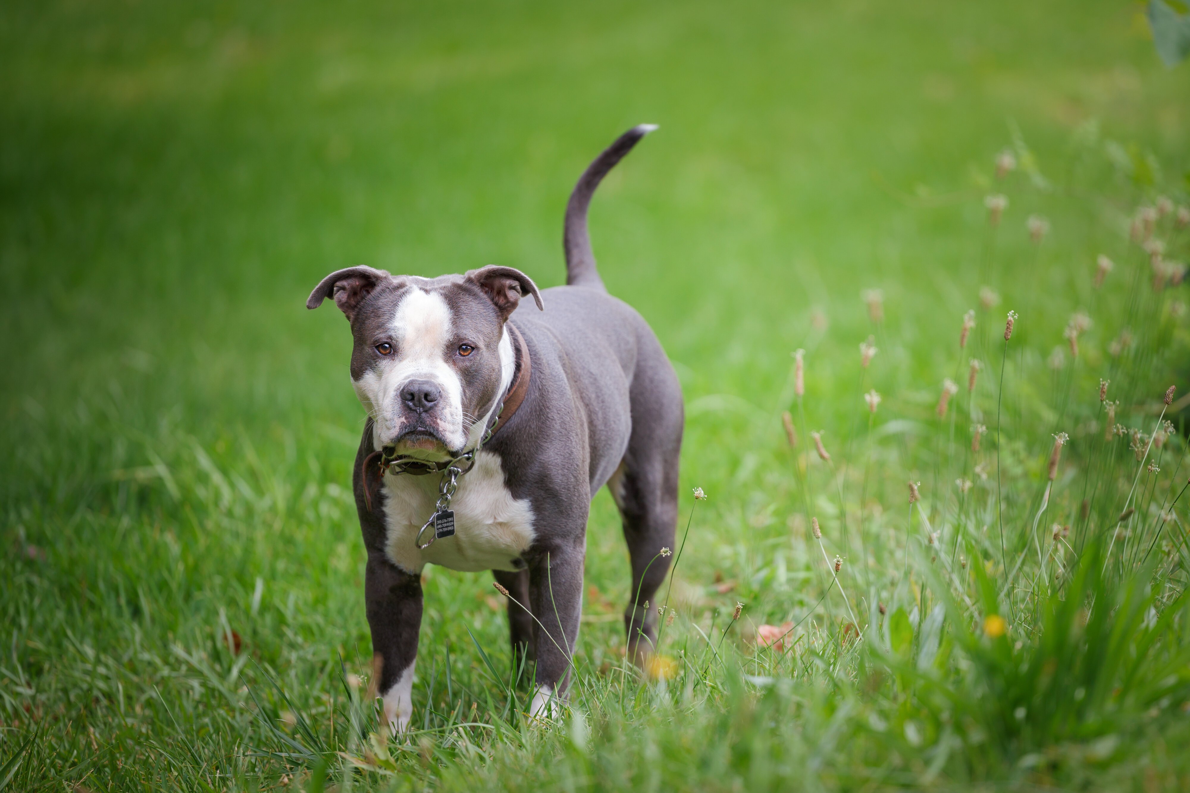 Canine Home Security System Unit 1 of 2