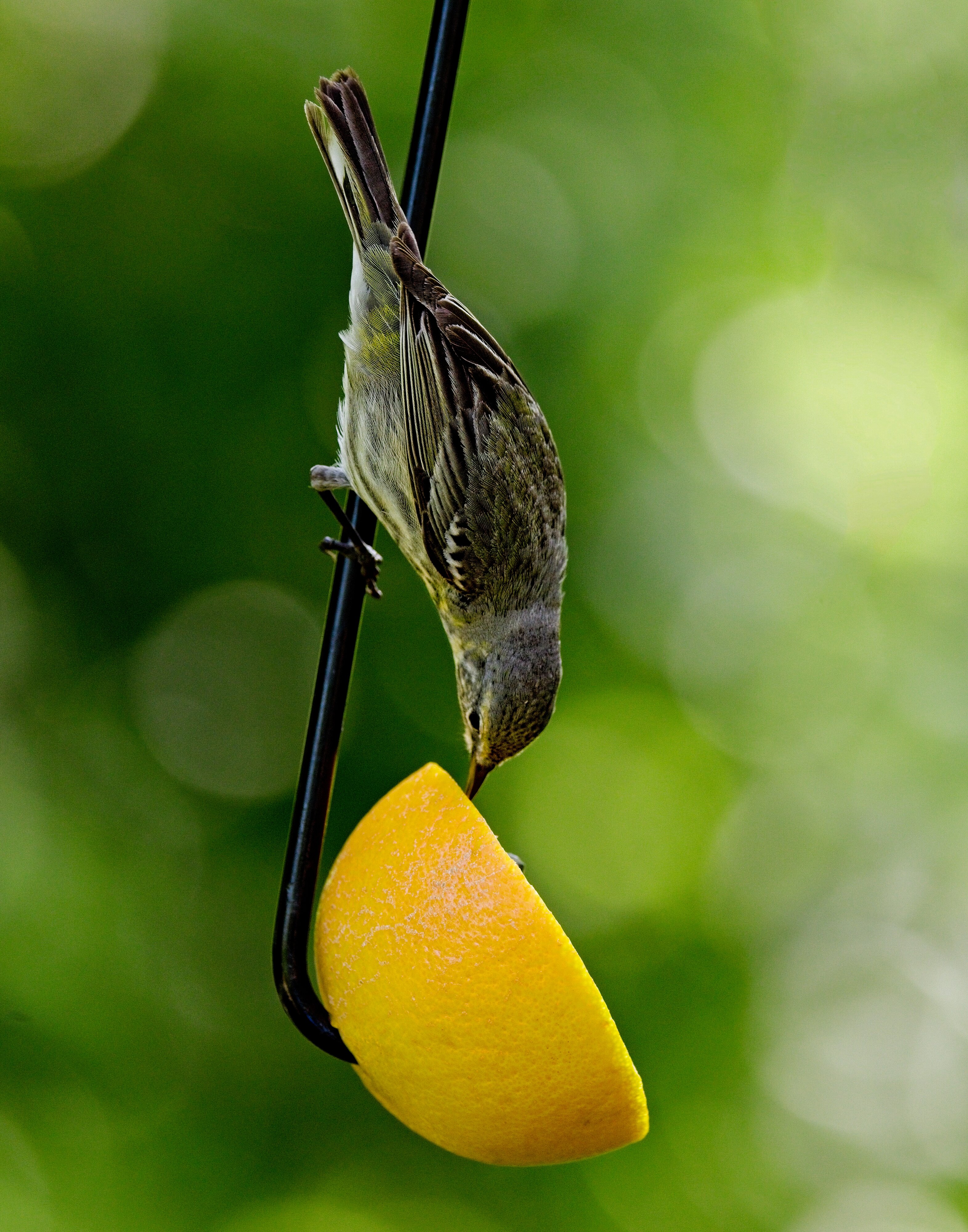 Cape May Warbler